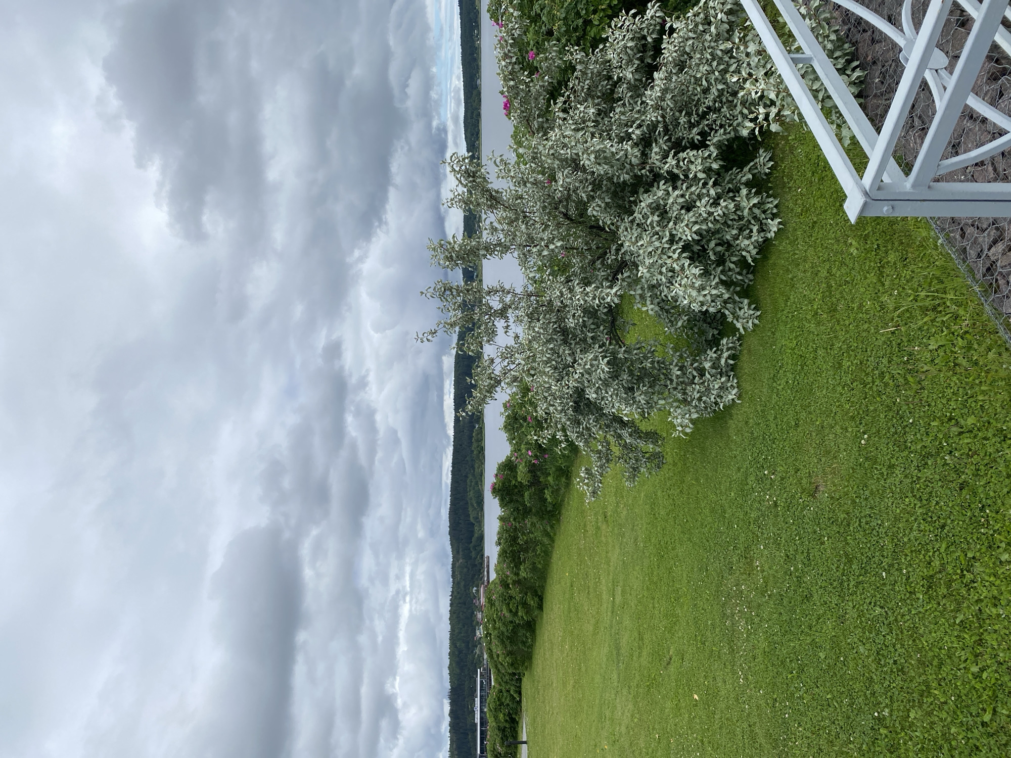 This is an outdoor photograph taken in Sortavala, Russia, on a cloudy day. In the foreground, a neatly mown green lawn is visible, with a white railing of a balcony or patio in the lower right corner. Behind the lawn, a large shrub with silvery-green leaves dominates the midground, with some pink flowers interspersed. Further back, a dense hedge of green bushes stretches across the scene, bordering a calm body of water. Across the water, a tree-covered hilly landscape forms the background, with some buildings visible on the distant shoreline. The sky is overcast with heavy, grey clouds. There are no people or animals in the image.