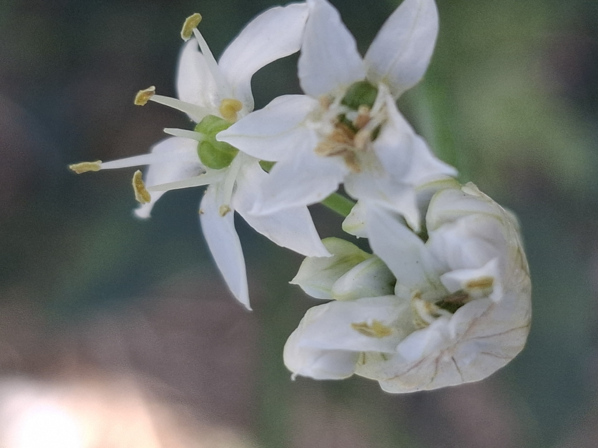 Two white flowers with yellow stamens are in focus, with a soft, blurred background that appears to be an outdoor setting. One flower is fully bloomed and positioned slightly above and to the right of the other. The second flower is partially closed and situated below and to the left, with some of its petals appearing to be wilted. The lighting suggests it is daytime, possibly late afternoon or early morning, given the warm glow in the upper left corner of the image. The overall impression is one of natural beauty in a tranquil environment. The scene is devoid of human presence, vehicles, or any urban elements, making it impossible to determine a specific location within the city of Almaty, Kazakhstan.
