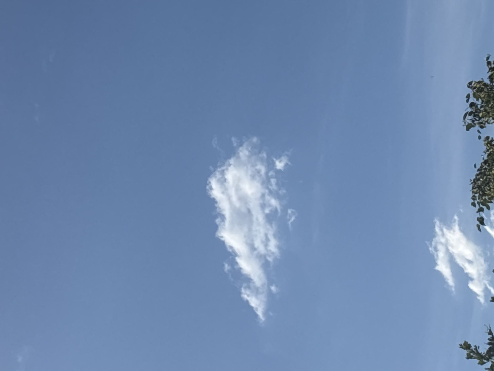 A single, fluffy white cloud is centered in a clear blue sky. The cloud is horizontally elongated and has a textured appearance with lighter and darker areas, suggesting its three-dimensional form. In the lower part of the frame, the dark green tops of trees are visible, with some leaves appearing slightly out of focus. The lighting suggests it is daytime.