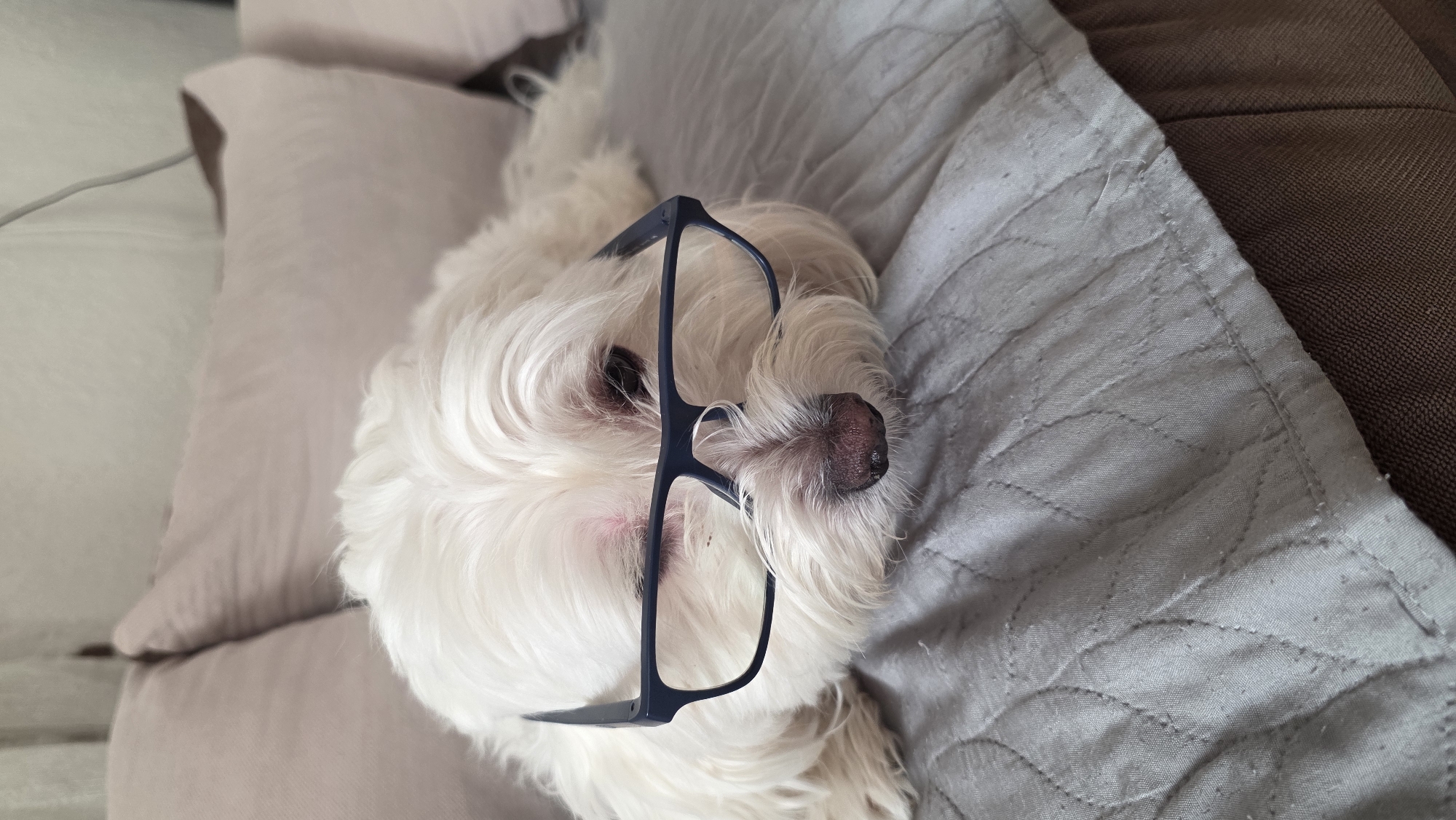 A white, fluffy dog is captured resting peacefully indoors, likely on a bed or couch within a home in Blagoevgrad, Bulgaria. The dog, possibly a Maltese, is the primary subject, lying on its back or side, surrounded by soft furnishings in muted tones.
Humorously, a pair of dark-framed glasses is perched on the dog's face, resting across its snout and forehead. The dog's eyes are mostly obscured by its fur and the glasses, suggesting it is deeply relaxed or asleep. Its dark nose is visible at the center of the frame, peeking out from under the glasses.
The setting consists of soft pillows and blankets. To the left, a light pink or beige pillow is visible, with a thin grey cable running across it. To the right, the dog is resting on a grey, quilted blanket with a subtle, stitched pattern. Further right, a brown upholstered surface, possibly part of a couch or headboard, can be seen. The lighting suggests an indoor environment, with no specific time of day discernible. The overall mood of the image is peaceful and endearing, with a touch of whimsy added by the placement of the glasses. There is no visible text in the image.