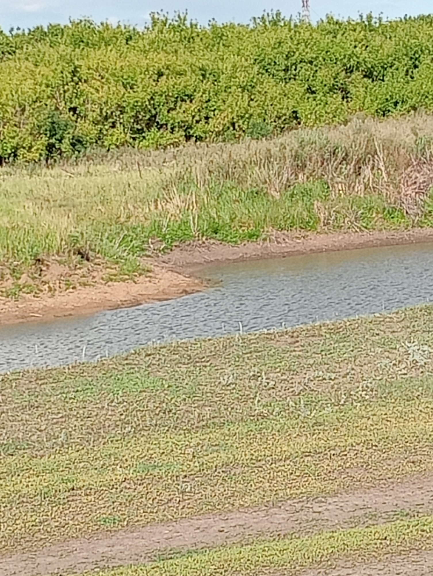 A horizontal medium shot captures a natural scene with a body of water in the mid-ground, a lush green treeline behind it, and a dirt path in the foreground. The water, a murky blue-grey, occupies the right half of the frame, with its surface rippled by a gentle breeze. On the left, a narrow strip of sandy earth separates the water from the vegetation. The treeline, a dense wall of various shades of green, forms a stark contrast to the lighter hues of the sky and the water. In the foreground, a dirt path runs diagonally across the frame, leading the eye towards the water. The path is bordered by patches of dry grass and what appears to be cultivated land with sparse green sprouts. A faint silhouette of a utility pole or tower is visible in the upper right corner, breaking the uniformity of the treeline. The sky above is a pale, hazy blue, suggesting an overcast or partly cloudy day. The overall impression is one of a serene, rural landscape, possibly near a body of water.
