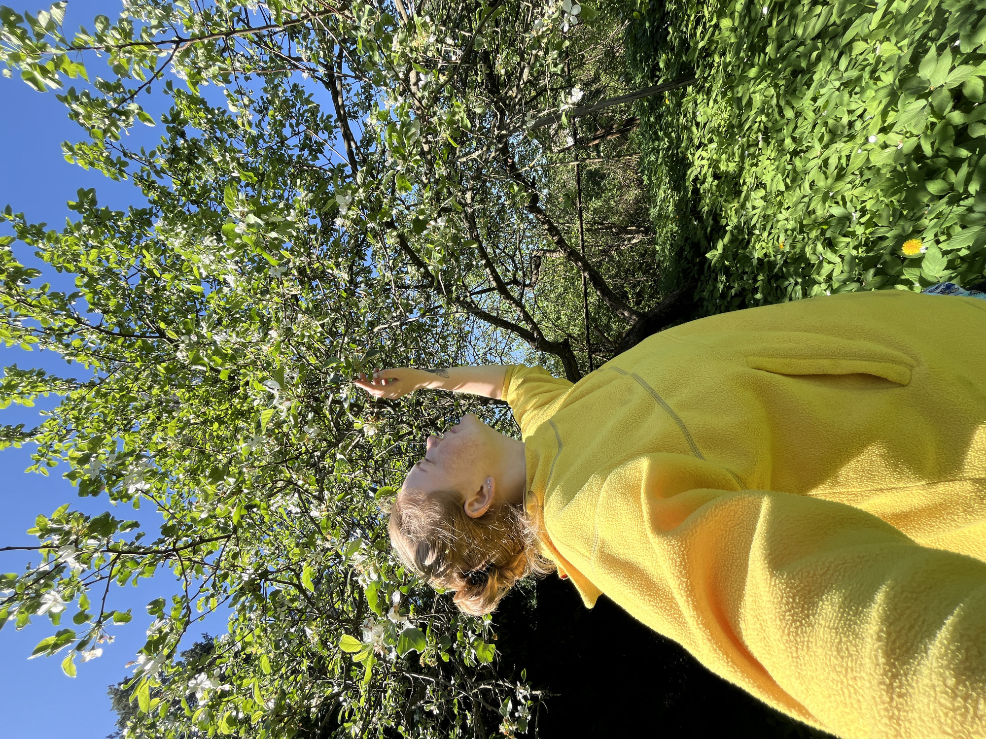A young person wearing a yellow fleece jacket stands outdoors in a garden or orchard setting. The person is reaching toward a tree with white blossoms and green leaves that fills much of the upper left quadrant of the image. The clear blue sky is visible through the branches. To the right, there's a backdrop of dense green foliage. The person's head is tilted up toward the blossoms. The location is likely in the city of Chaikovsky, Russia.