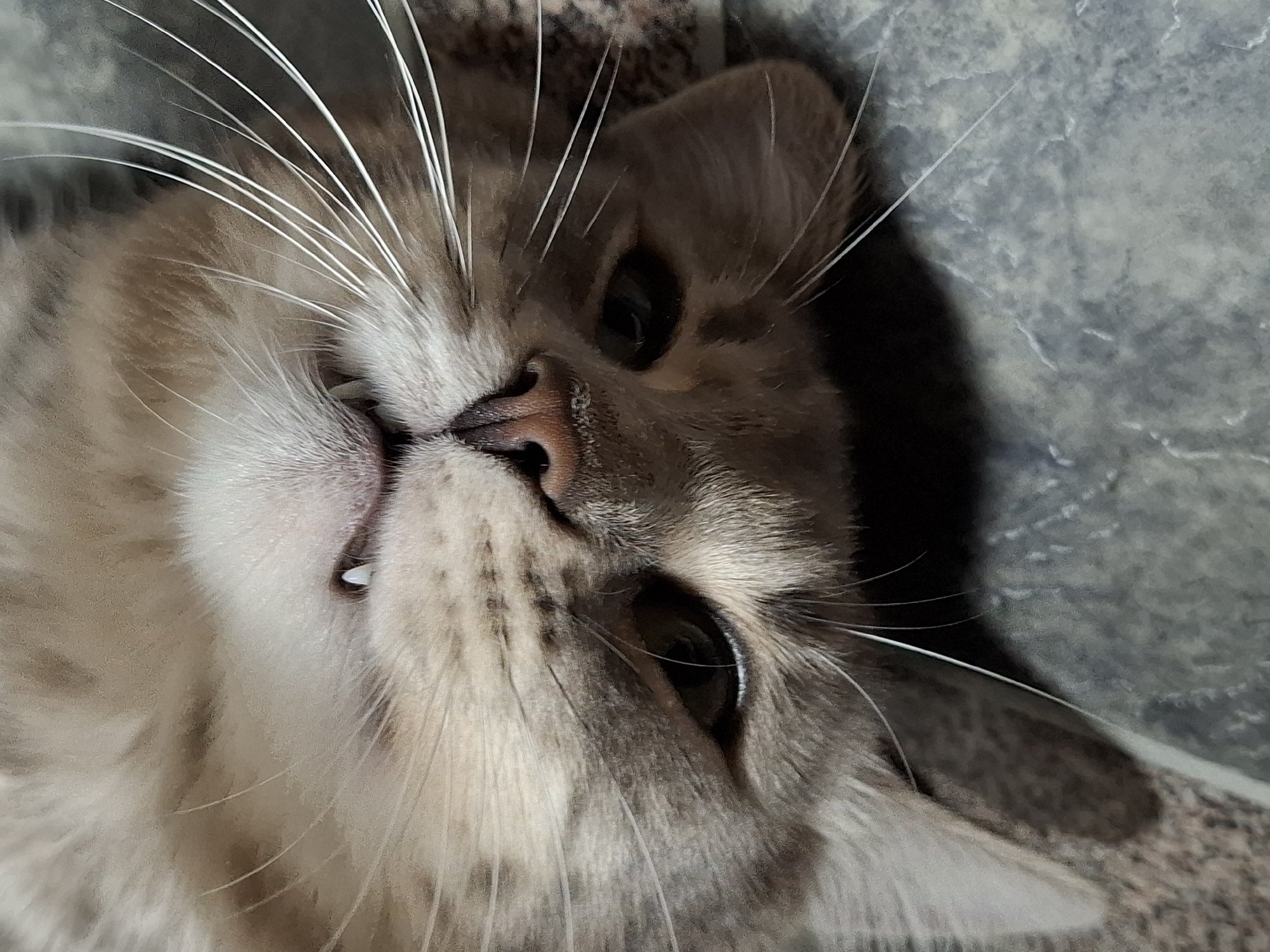 A close-up, high-angle shot depicts a cat lying on its side. The cat has grey and white fur, a pink nose, and visible white whiskers. One tooth is slightly visible. The background appears to be a grey surface, possibly fabric. Location and time of day are unknown.