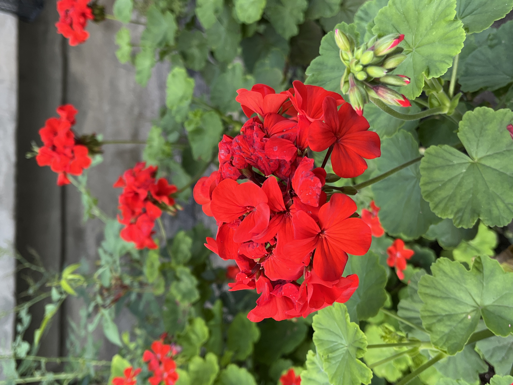In Nizhny Novgorod, Russia, a close-up shot captures a cluster of vibrant red geranium flowers with lush green foliage in the foreground. The flowers are in various stages of bloom, with some fully open and others still in bud. In the background, a textured, muted gray wall serves as a backdrop. The lighting suggests an overcast day, casting a soft, diffused light on the scene. The composition is natural and unposed, typical of a garden setting. There are no people or animals present in the image.
