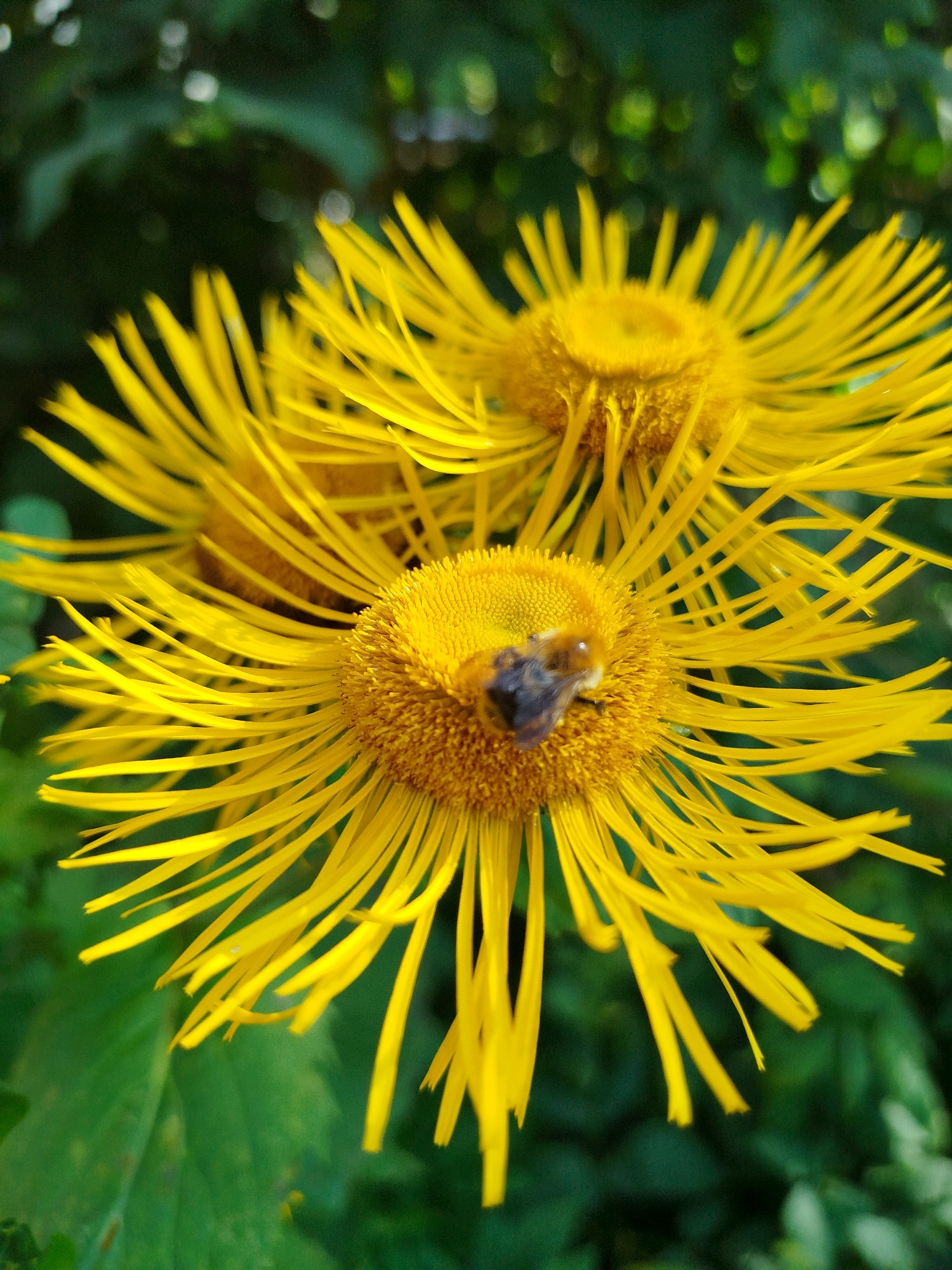 The image is a close-up, vertical shot of two bright yellow, daisy-like flowers in bloom, with a bee actively foraging on one of them. The flowers have numerous thin, ray-like petals radiating outwards from a fuzzy, brown center. The background is a soft blur of dark green foliage, suggesting an outdoor natural setting. The lighting appears to be natural daylight, highlighting the vibrant yellow of the petals and the texture of the bee's body. The specific location of Чкаловское Снт, Russia is not visually discernible from the image itself; it is a piece of contextual information provided separately.