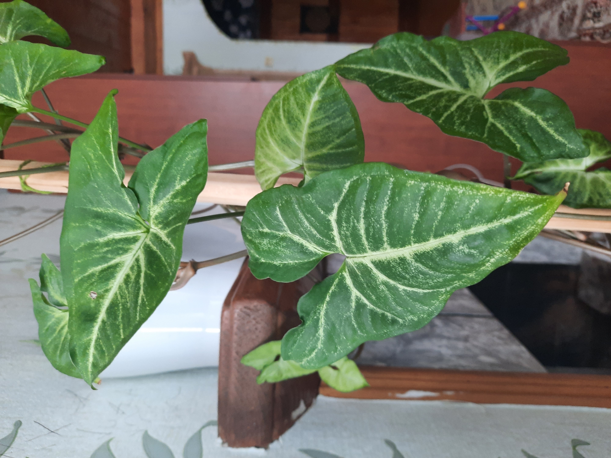 A close-up shot shows a plant with green and white variegated leaves. The leaves are arrow-shaped. The plant is situated on a surface with a patterned tablecloth. A brown wooden object and a white cylindrical object are also visible near the plant. The background appears to include wooden elements and a glimpse of an interior. The location, Архангельское, Russia, is not readily evident from the image content.