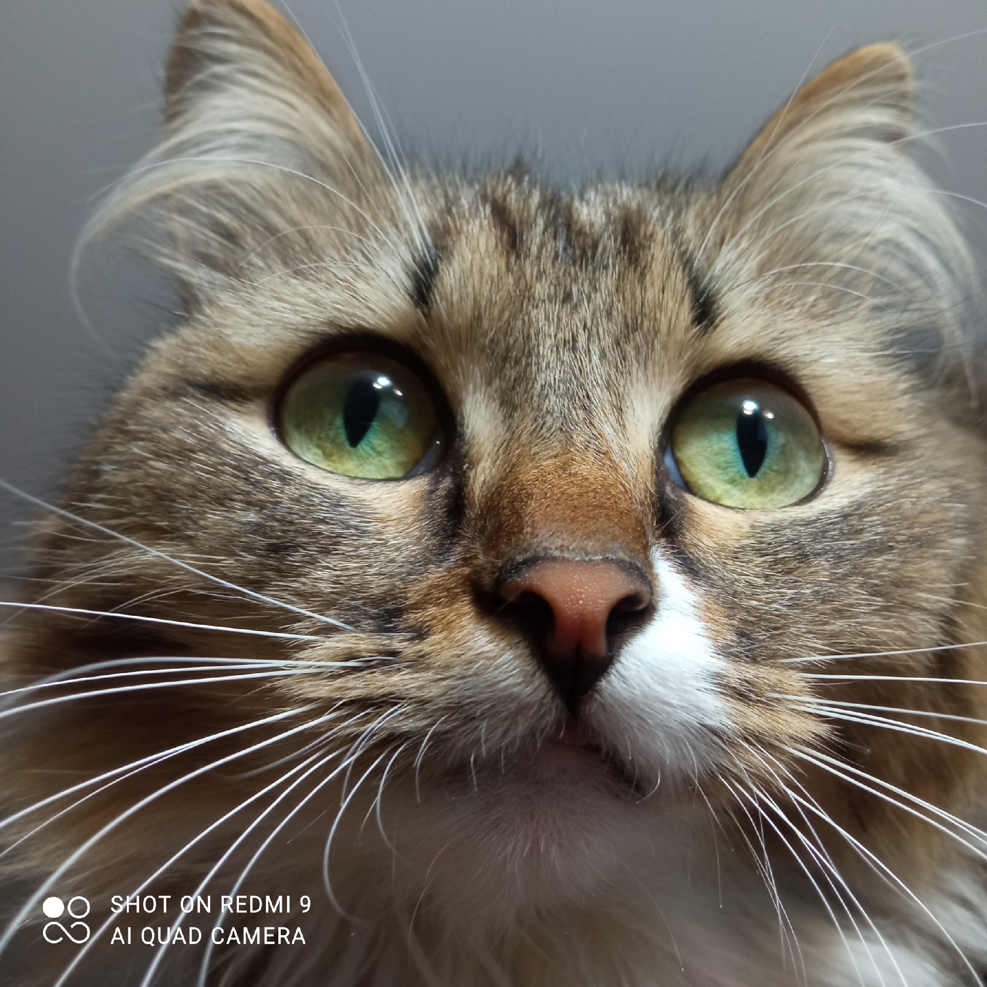 A close-up, high-angle photograph shows a cat's face, likely taken indoors. The cat has green eyes, brown and tan fur, and long white whiskers. Its nose is pink. The text "SHOT ON REDMI 9 AI QUAD CAMERA" is visible in the lower left corner of the image. The photograph does not provide any information about the location in the city of Chaikovsky, Russia.