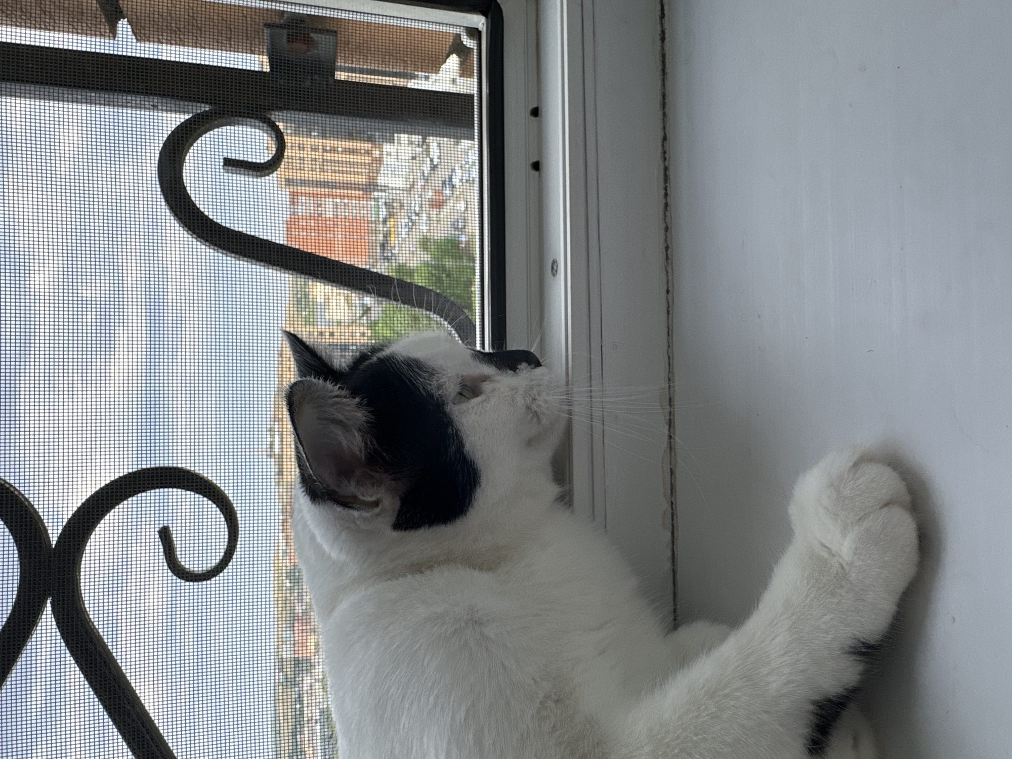A white cat with black markings is perched on a windowsill, looking out a window at the city of Kokshetau, Kazakhstan. The cat's head is in profile, facing right, and its body extends to the left of the frame. The window is covered by a screen with decorative metal scrollwork. Beyond the screen, buildings and a street scene are visible under a partly cloudy sky. The windowsill appears to be made of white material.