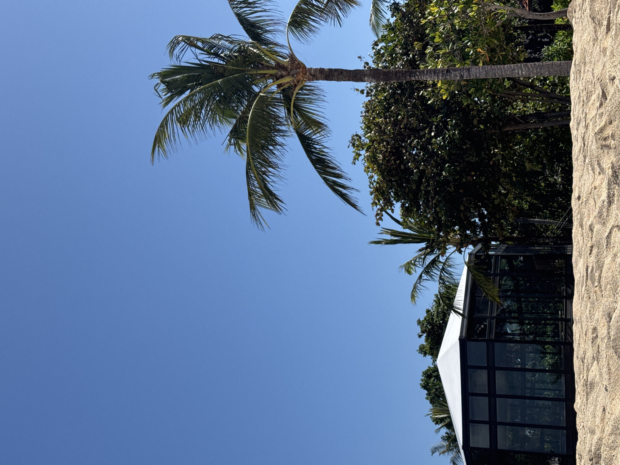The image captures a vibrant, sunny outdoor scene, characteristic of a tropical or subtropical environment. The dominant feature is a clear, bright blue sky, free of clouds, filling the upper and left portions of the frame.
Several tall palm trees with green fronds are prominently featured, reaching towards the sky. Their sturdy trunks are visible, with one main palm tree positioned centrally on the left. Other dense, dark green foliage from various trees and shrubs can be seen in the mid-ground, providing a rich natural backdrop.
On the right side of the image, a substantial area of textured, light-colored sand runs vertically, suggesting a beach or sandy landscape. Partially visible in the lower right, nestled amongst the foliage and sand, is a modern structure. This building features large, black-framed glass panels and a section of a white roof, hinting at a contemporary design, possibly a conservatory, an enclosed event space, or a part of a resort.
The bright, even lighting indicates a clear, sunny day, likely midday or early afternoon. No people or specific activities are visible, contributing to a serene and untouched atmosphere. There is no visible text in the image.