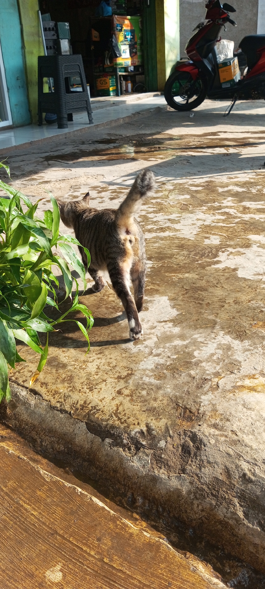 A tabby cat walks away from the camera on a wet concrete surface. The cat is facing away from the viewer, and its tail is held high. The cat is in a full shot, and the background is blurred. The environment appears to be an outdoor area with some plants and buildings visible. The scene is well-lit, suggesting it is daytime. The location is identified as Setu, Indonesia.