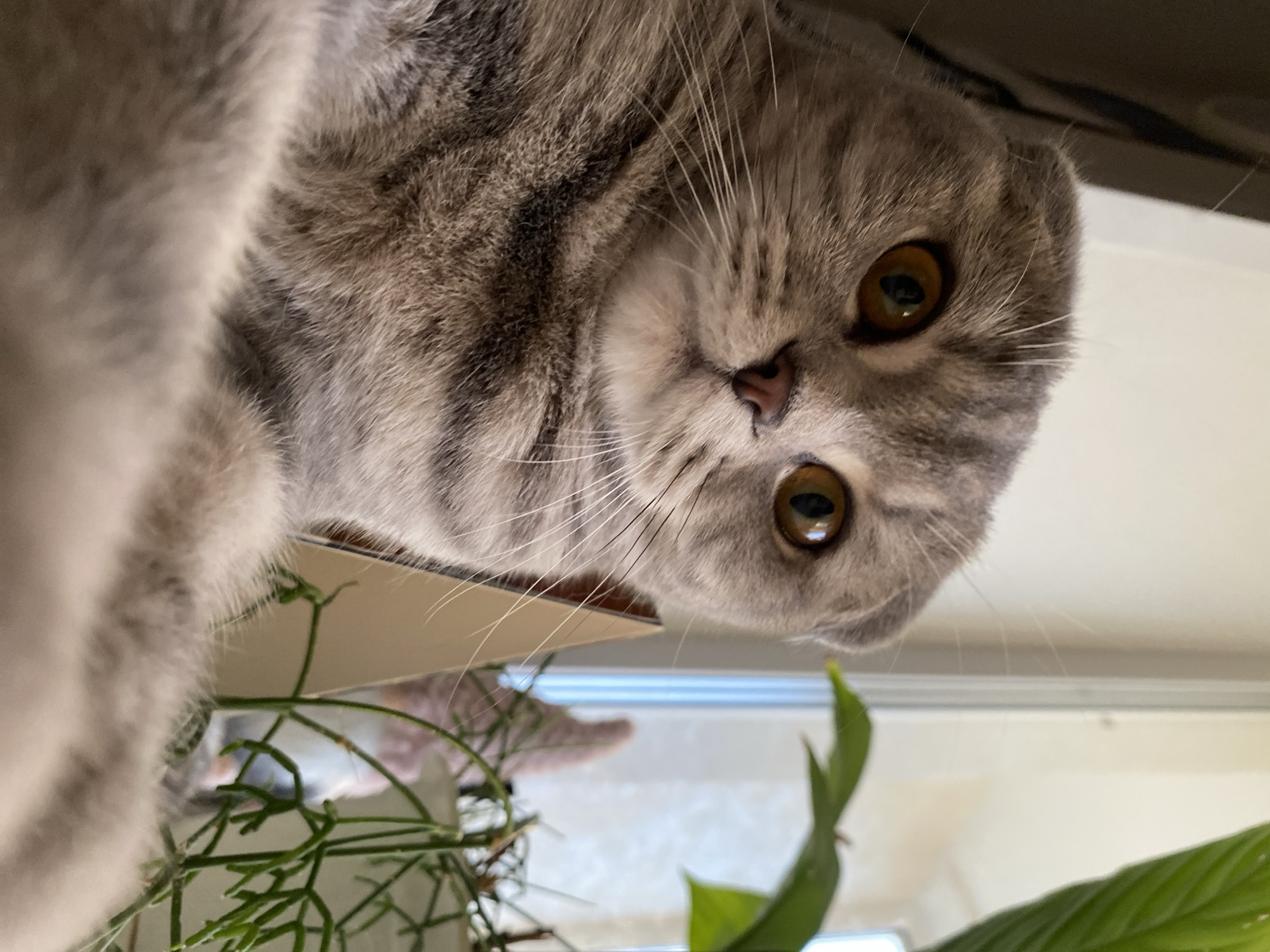 A Scottish Fold cat with gray tabby markings and amber eyes is the subject of this close-up photograph. The cat is positioned in the foreground, looking directly at the camera. The background is blurred, showing a window with natural light and a houseplant. The image appears to be taken indoors, likely in a residential setting in Votkinsk, Russia, given the context provided, though there are no specific visual cues to confirm this location. There are no people or actions depicted in the image.