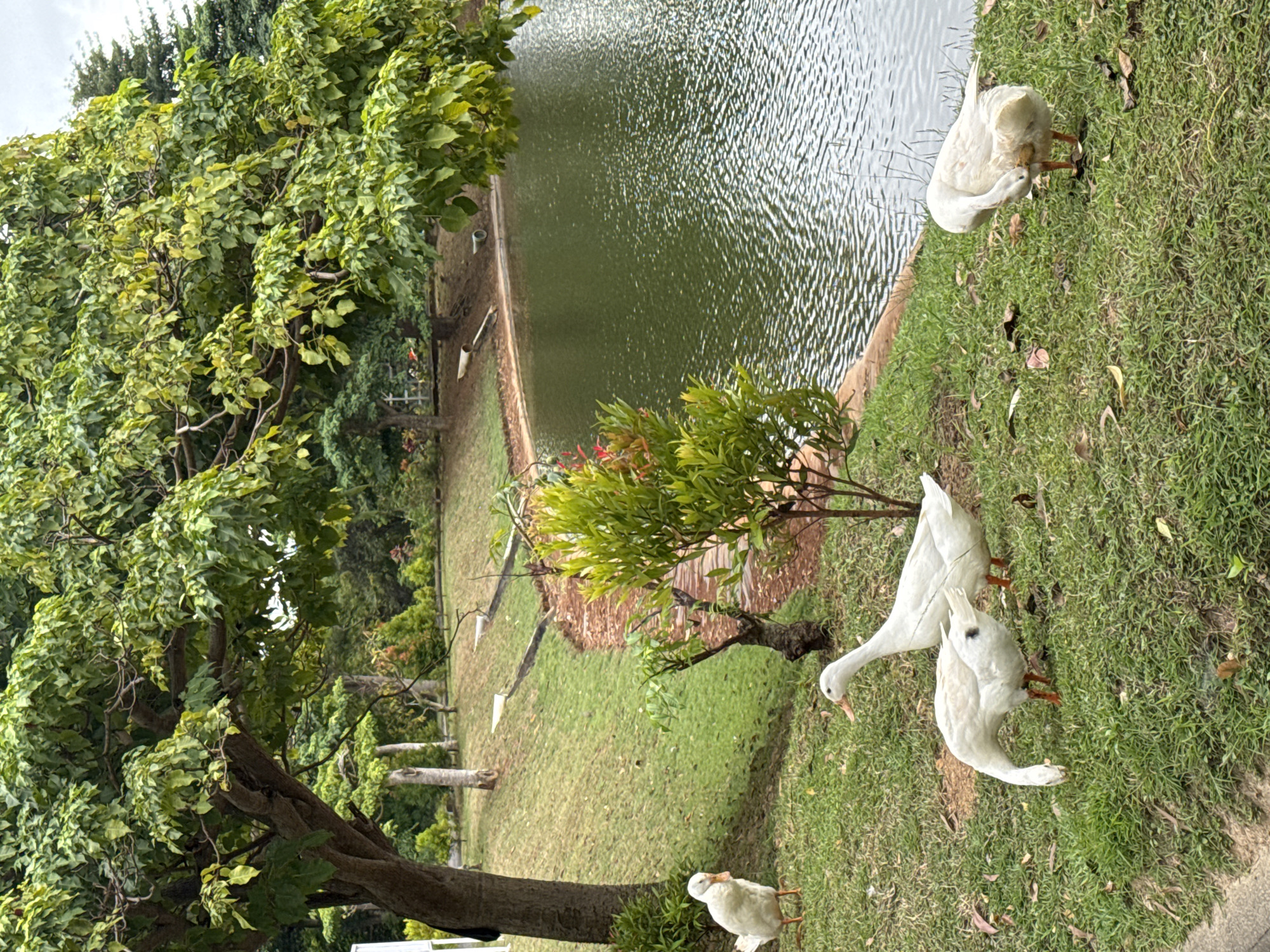 Four white ducks are in a grassy area next to a body of water. One duck stands facing left, while another bends down to eat from the grass. The third duck stands facing right with its head turned down, and the fourth is preening its feathers. A large tree with green leaves is on the left side of the image, and a pond is on the right. The environment appears to be a park or garden in Kuta Selatan, Indonesia.