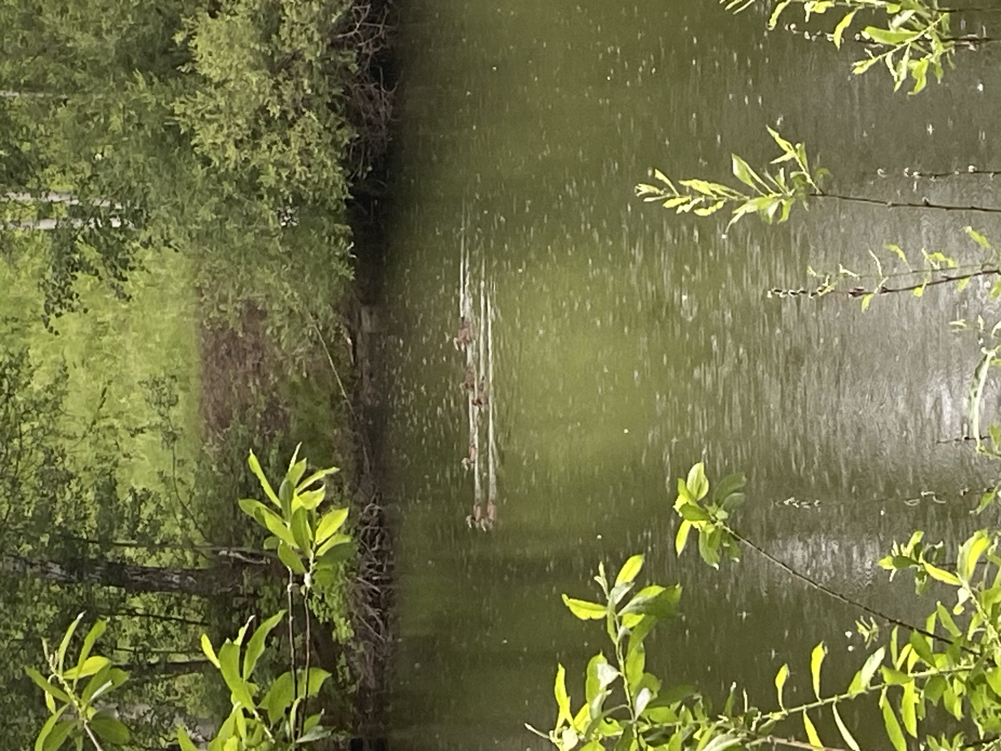 A flock of ducks swims in a body of water, viewed from a leafy foreground on the left and right. The water is a dark green and shows ripples on its surface, suggesting it may be raining. The background consists of dense, green foliage and trees, with a hint of a brown path or clearing visible amongst them. The scene is serene and natural, depicting a calm moment in a wooded area. The image is taken from a moderate distance, with the ducks appearing as small dark shapes in the middle ground of the water. There are no people visible in the image. The location is specified as Zelenodol'sk, Russia, suggesting this is a natural setting within or near the city.