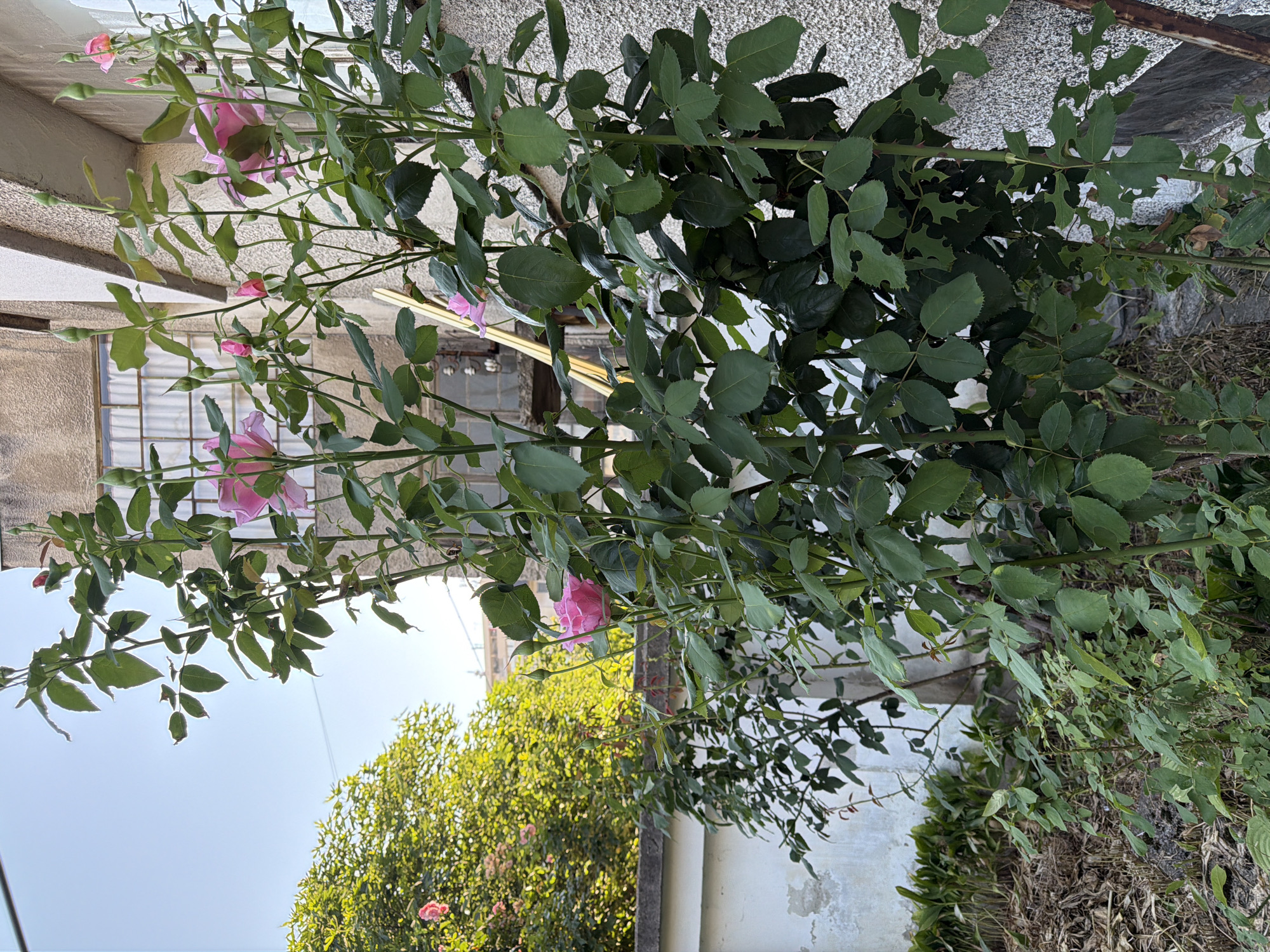 This image depicts a rose bush with several pink blooms and buds, growing alongside a textured, light-colored building. The rose bush has numerous green leaves, some of which show signs of insect damage with irregular holes. In the background, a lush green tree with some pink blossoms is visible, suggesting a garden setting. The sky above is clear and blue. The building has windows with what appear to be white curtains. A white wall runs along the bottom left of the frame, with dried leaves and vegetation at its base. The overall scene suggests an outdoor environment, possibly a residential area or garden in Pazardzhik, Bulgaria.