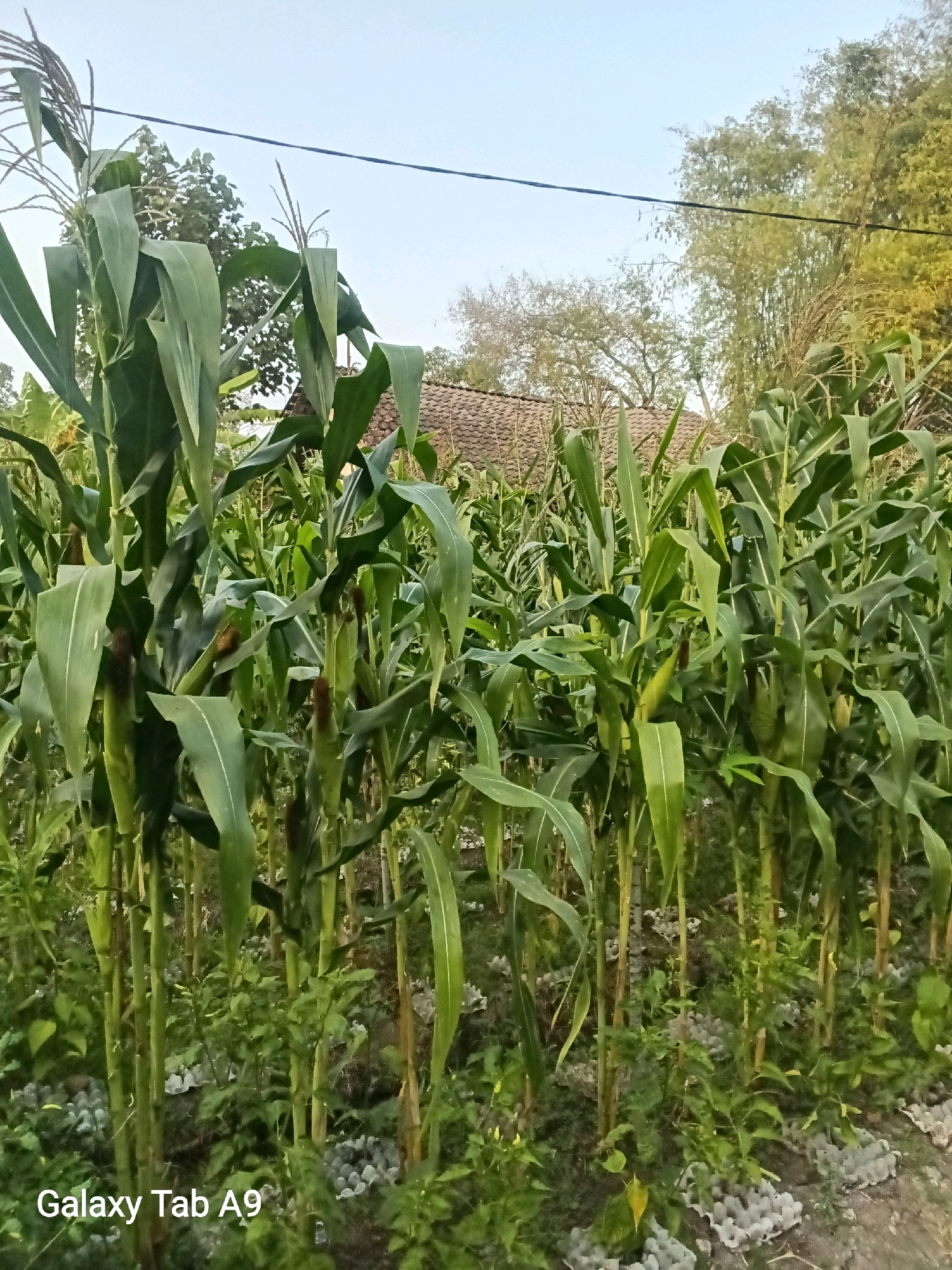 The image captures a close-up view of a cornfield, likely in a rural area of Trenggalek, Indonesia, given the "Galaxy Tab A9" watermark which is common on Samsung devices often used in Indonesia. The foreground is dominated by tall, green corn stalks with mature ears of corn visible. The stalks are lush and vibrant, suggesting a healthy crop. Interspersed between the corn stalks are smaller green plants and a scattering of grey egg cartons on the ground, indicating a potential method for collecting or storing something, or perhaps discarded materials. In the background, a traditional-looking house with a tiled roof is partially obscured by the foliage. Beyond the house, there are trees and bamboo, with a power line stretching across the upper portion of the frame. The sky is a clear, pale blue, suggesting either early morning or late afternoon light. No people are present in the image, and the scene is static, depicting a moment in the life cycle of a cornfield.
