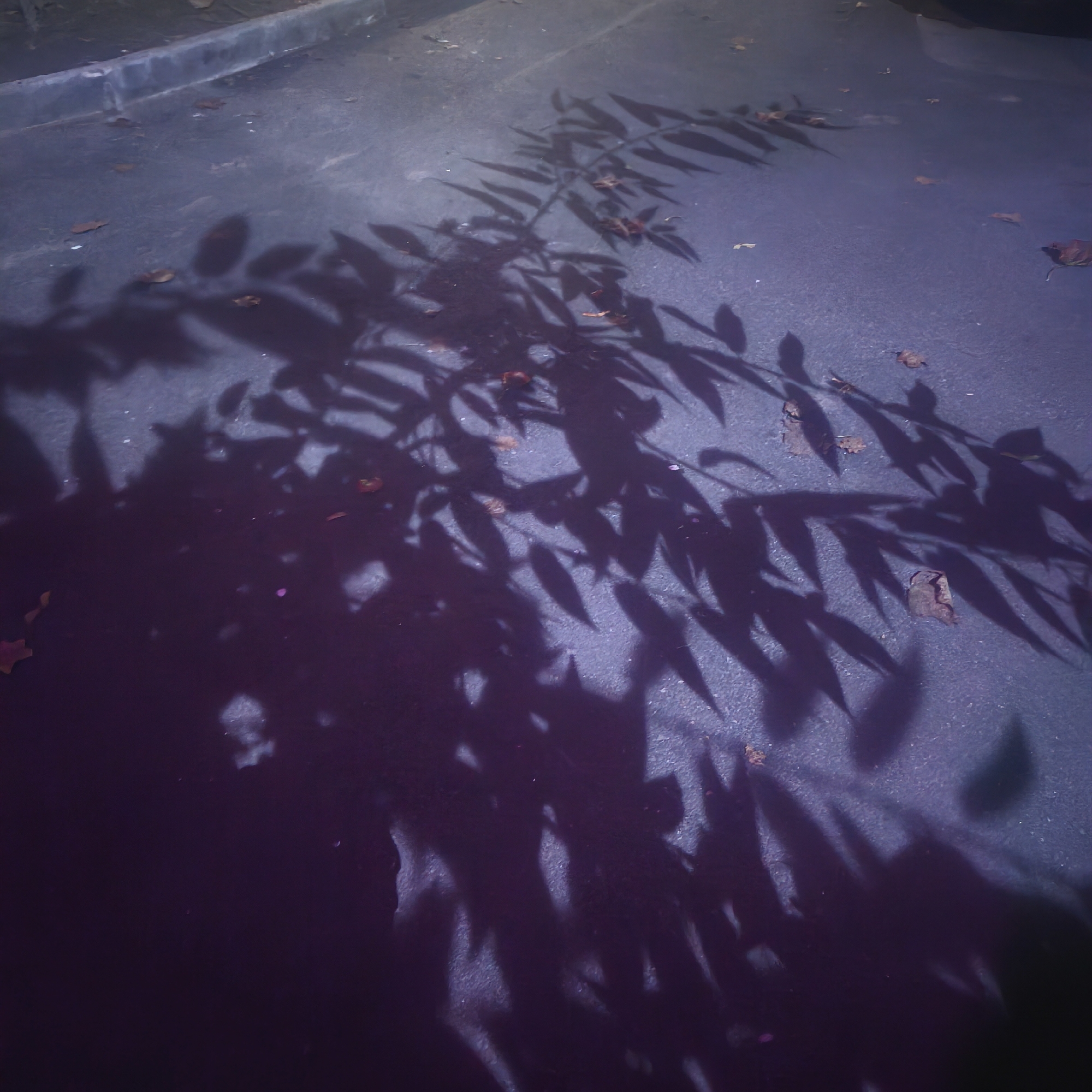 A shadowy, low-angle shot captures the dappled silhouettes of tree branches and leaves cast upon a dark, paved surface, likely asphalt. The scene is further dotted with a few scattered dry leaves, suggesting an autumnal setting. The lighting suggests it might be twilight or nighttime, with artificial light sources casting elongated shadows. The paved surface appears to be a sidewalk or a portion of a road. A curb or edge of a raised structure is visible along the top left of the frame. The overall color palette is dominated by deep blues and purples, with hints of brown from the fallen leaves. No individuals or discernible landmarks are present to pinpoint a specific location within Minsk, Belarus.