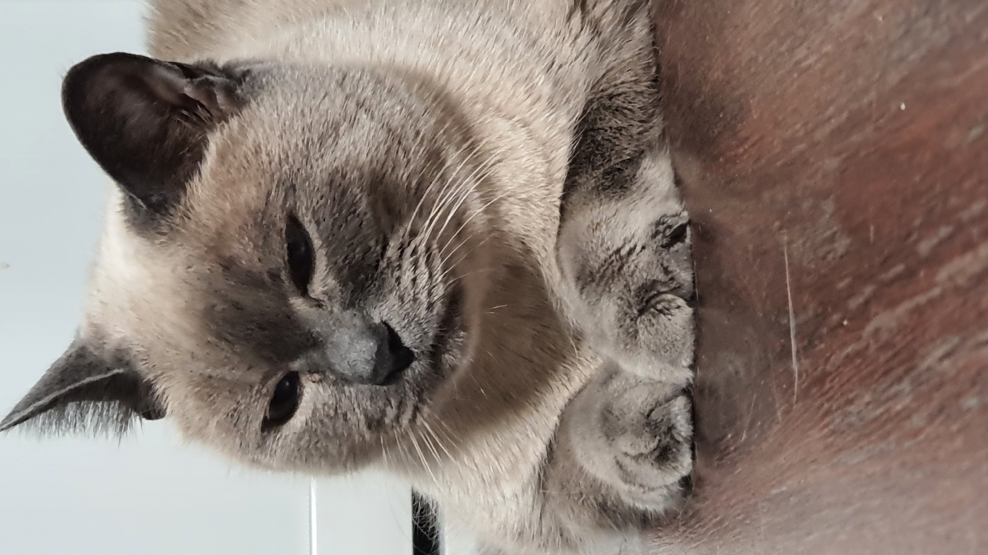 A close-up shot shows a domestic cat with Siamese-type coloration resting on a dark brown wooden surface. The cat is facing the viewer with its head slightly tilted and its eyes partially closed. Its paws are tucked neatly in front of its chest. The background is a plain white wall, suggesting an indoor environment. No specific location within Krasnoyarsk, Russia, can be identified from the image.