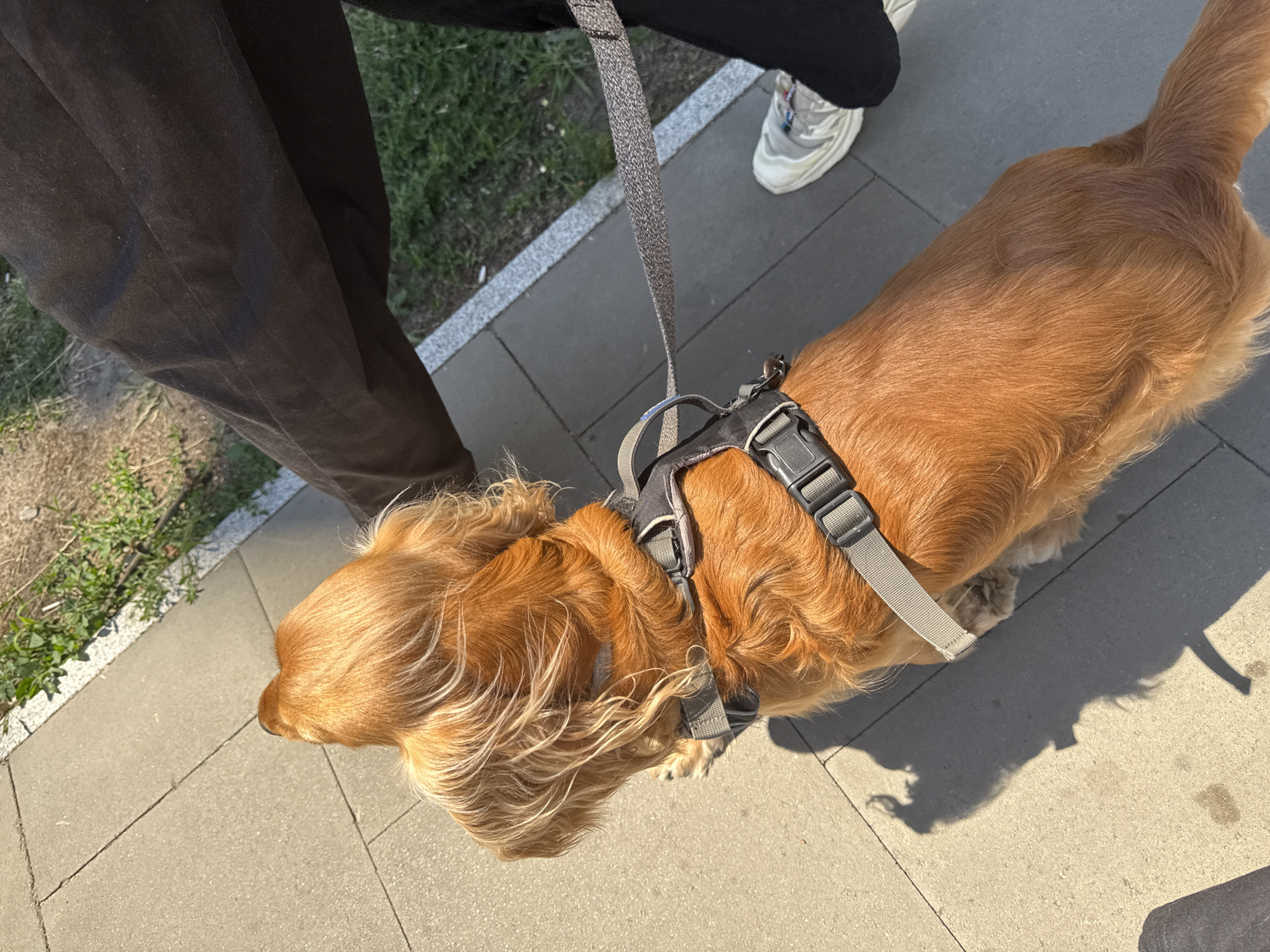 An overhead shot shows a medium-sized, tan-colored dog on a paved walkway. The dog is facing away from the camera and is wearing a dark gray harness with reflective gray straps. A person's legs, wearing dark pants and white sneakers, are visible to the right of the dog, holding a leash that is attached to the dog's harness. The walkway is made of light gray rectangular pavers with a border of lighter-colored stone and dark gray segmented stones. To the right of the walkway, there is green grass. The sun casts a distinct shadow of the dog on the pavement in front of it.