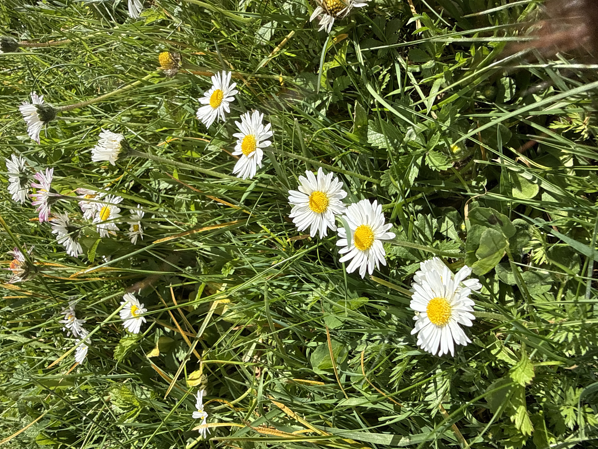 This close-up photograph, taken from an elevated perspective, captures a vibrant patch of green grass densely populated with numerous common daisies (Bellis perennis). The scene is set outdoors, likely in a field or lawn within Great Yarmouth, United Kingdom.
The primary subjects are the daisies, which are scattered throughout the frame. Each flower features distinct white petals radiating outwards from a bright, textured yellow central disk. Many daisies are fully open, showcasing their characteristic appearance, while others appear as developing buds or partially closed blooms. The lush green grass forms the dominant background, interspersed with various other small leafy plants and weeds, creating a natural, untamed look.
The strong highlights and distinct shadows visible on the foliage and flower petals indicate that the photograph was taken on a clear, sunny day, likely during the morning or afternoon. No specific activity or event is taking place; the image focuses purely on the natural growth and beauty of the flora. The overall impression is one of natural freshness and the simplicity of a temperate landscape. There is no visible text in the image.