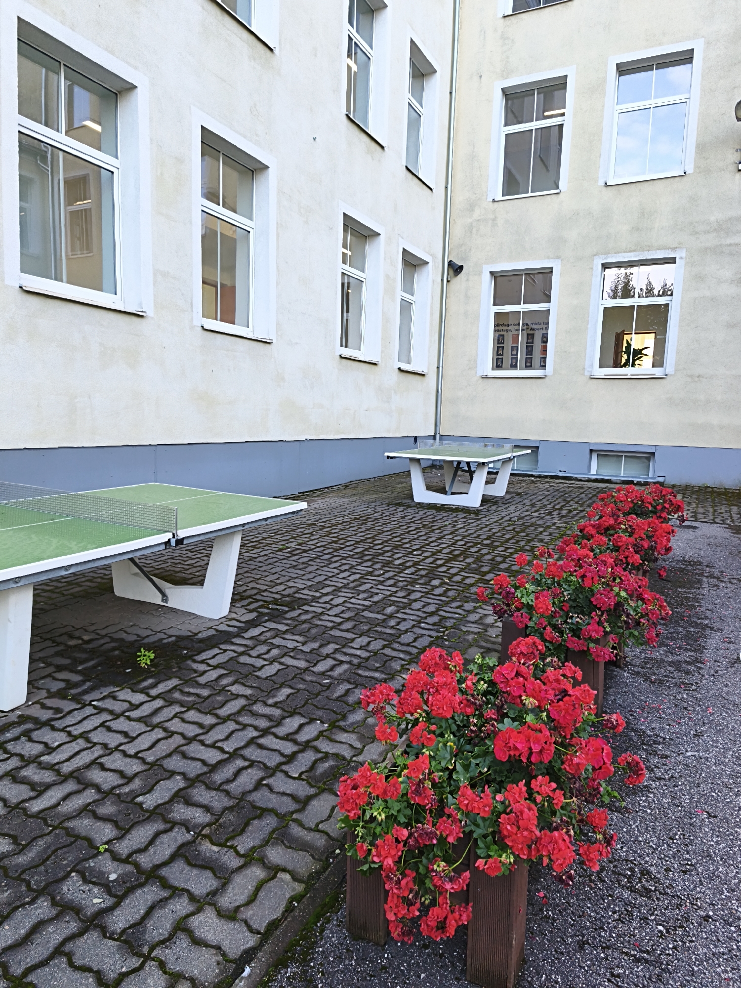 The image depicts an outdoor area of a building, likely a school or institution, with two ping pong tables positioned on a paved patio. The building's exterior is light-colored with multiple windows. A row of planters filled with vibrant red flowers runs along the right side of the patio. The paving stones show some signs of moss growth, suggesting a damp environment. In the background, a grey base runs along the building wall. The scene appears to be located in the city of Tallinn, Estonia, based on the context provided. There are no people visible in the image.