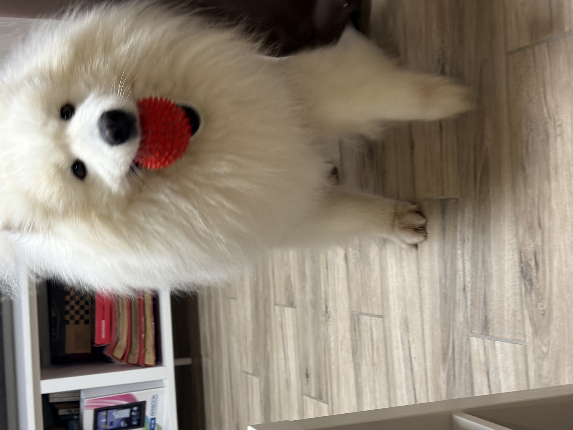 A fluffy white Samoyed dog holds a red spiky ball in its mouth. The dog is standing on a light-colored wooden floor. In the background, there is a white shelf unit containing books and a boxed item that appears to be an electronic device. The image appears to be taken indoors. The exact location in Mikhaylovsk, Russia, is not specified.