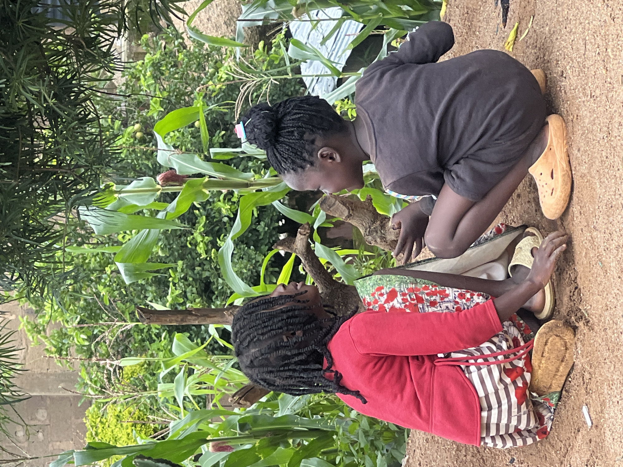 Two young Black girls are sitting on sandy ground amidst lush green corn stalks. The girl on the left, facing the viewer's right, has her long, dark braided hair cascading down her back. She is wearing a vibrant red long-sleeved shirt and a skirt with a white base adorned with horizontal brown stripes and red floral patterns. Her feet are clad in light brown sandals, and she is seated on a large piece of what appears to be dried corn husk. The girl on the right, facing the viewer's left, has her dark hair styled in braids pulled up into a bun, decorated with a small pink and blue accessory. She is wearing a dark, short-sleeved shirt and dark shorts, with light orange clogs on her feet. Her knees are bent as she squats, and her hands are positioned as if in conversation or holding something small. The environment suggests a rural or semi-rural setting within the city of Jos, Nigeria, characterized by the presence of agriculture.