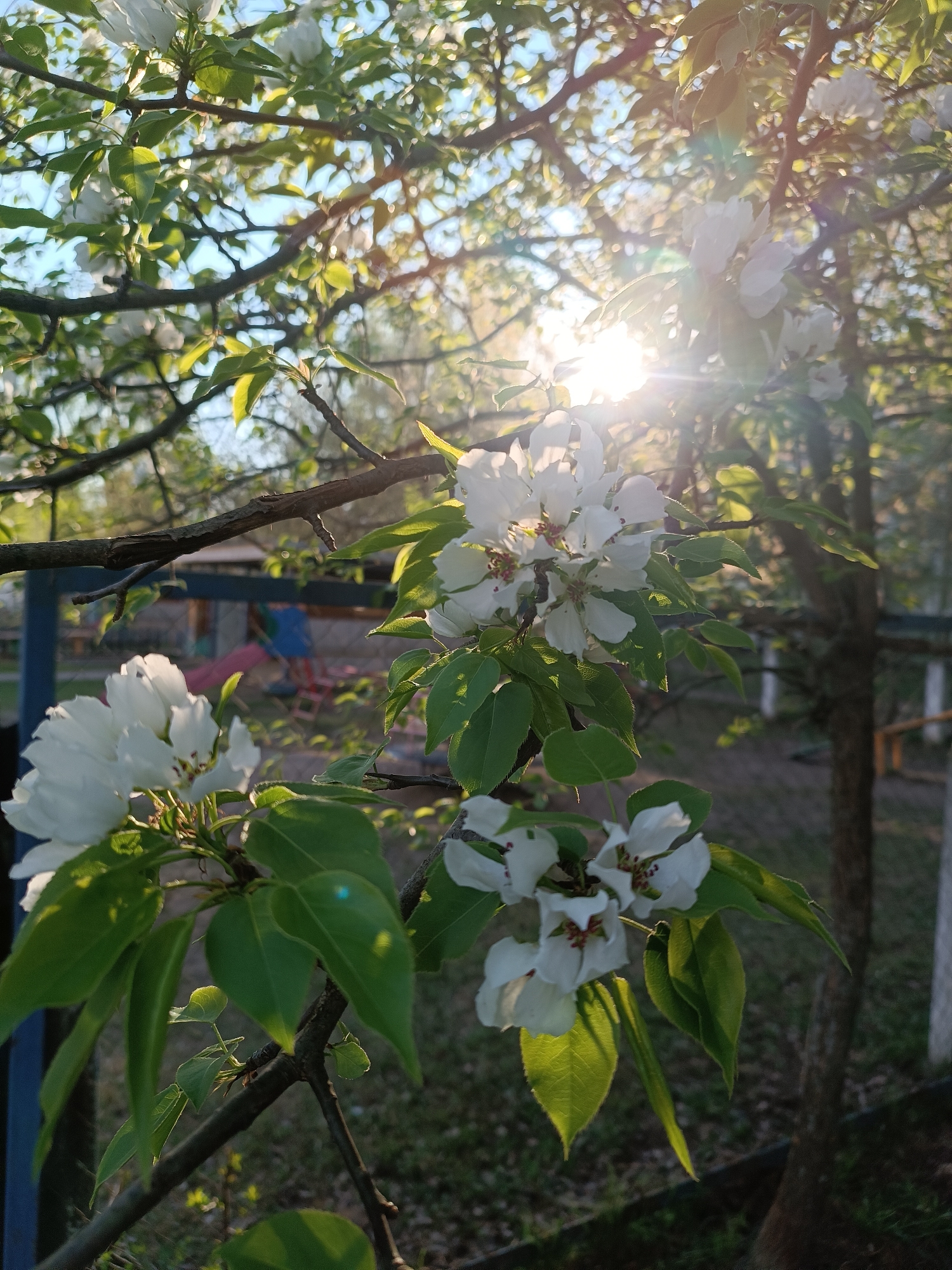 The image depicts a flowering tree branch in the city of Chaikovsky, Russia. The blossoms are white with green leaves, backlit by sunlight. The branch is in the foreground, with glimpses of a playground and a fence in the blurred background.