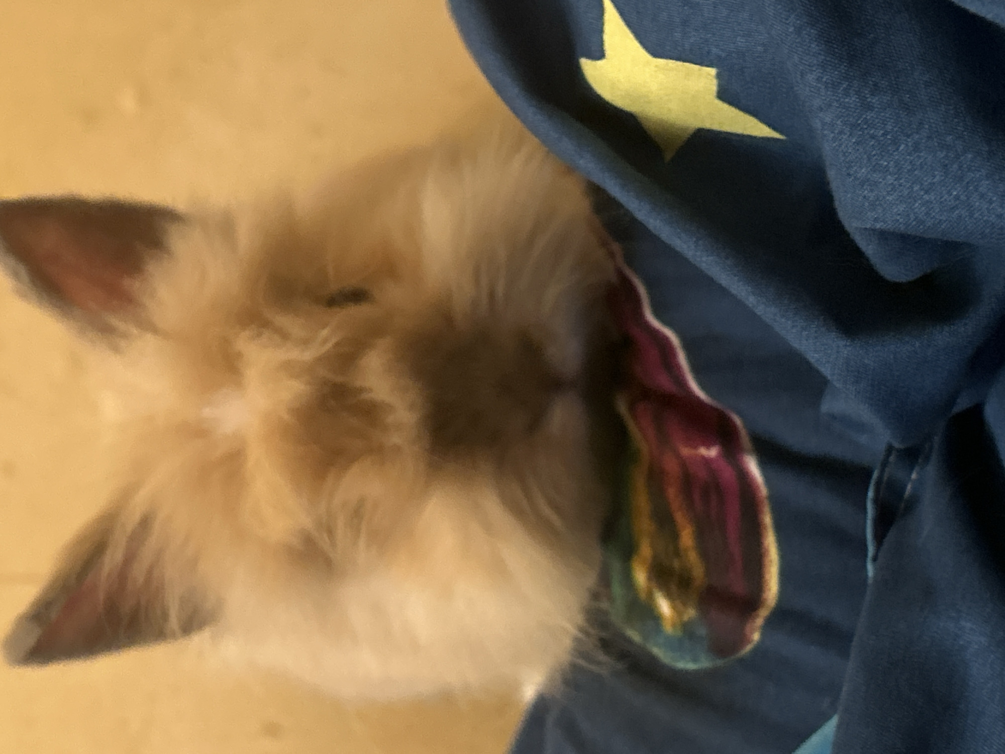 A fluffy, light brown and white rabbit is partially visible, lying on a light yellow surface. Part of its head, ears, and fur are visible. A blue fabric with a yellow star design is draped next to the rabbit. There is also a smaller piece of fabric with colorful stripes (red, pink, yellow, blue) visible between the rabbit and the blue fabric. The image appears to be taken indoors. The location of the scene is not determinable to be in Sofia, Bulgaria.