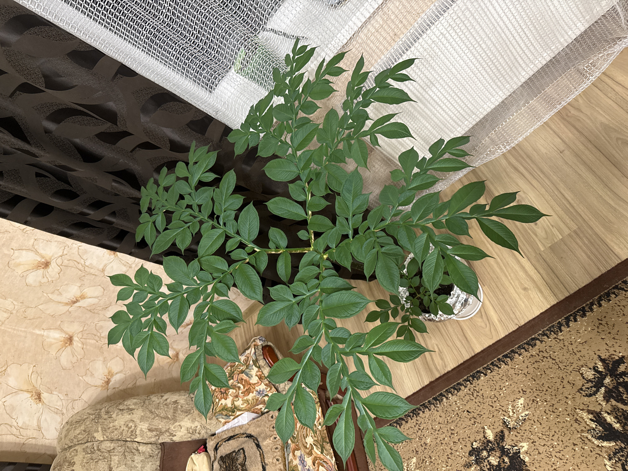 This media file captures an overhead view of a large, healthy houseplant situated indoors in Krapivka, Russia. The central subject is a vibrant green plant with numerous compound leaves, each comprising multiple leaflets. The leaves are a dark, rich green and appear robust. The plant is housed in a pot, the top of which is partially visible and appears to be covered in crinkled aluminum foil.
The plant is positioned near a window, indicated by the presence of two layers of curtains. Behind the plant, a dark brown, opaque curtain with a subtle, wave-like patterned weave is visible. Overlapping this, and extending to the right, is a sheer, white, mesh-textured curtain, allowing diffuse light to enter.
The flooring to the right of the plant is light-toned wooden planks. On the lower right, a portion of a patterned rug with beige and brown tones, featuring abstract floral or leaf designs, is visible. To the left of the plant, several pieces of upholstered furniture are present. One piece is a light beige with a faint floral outline pattern, while another exhibits a more intricate, colorful patterned fabric in earth tones.
The image is captured from a high angle, looking down into the room. The natural lighting suggests it is daytime. There is no specific activity taking place, and no visible text is present in the image.