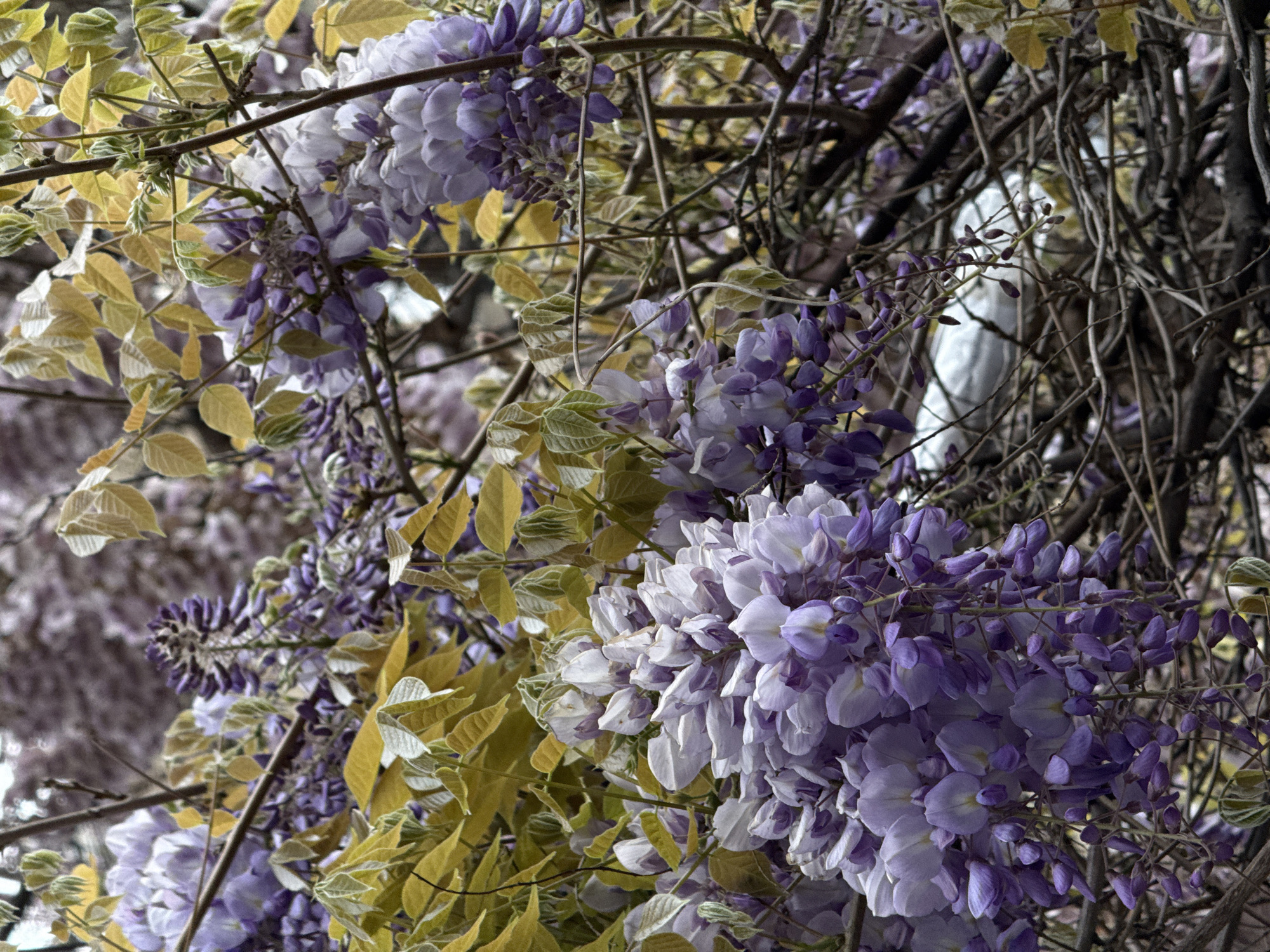 The image shows blooming wisteria vines with clusters of purple and white flowers and golden leaves, intertwined with bare branches. The location is Belgrade, Serbia. The scene is densely vegetated with the wisteria taking prominence. There are no people visible.