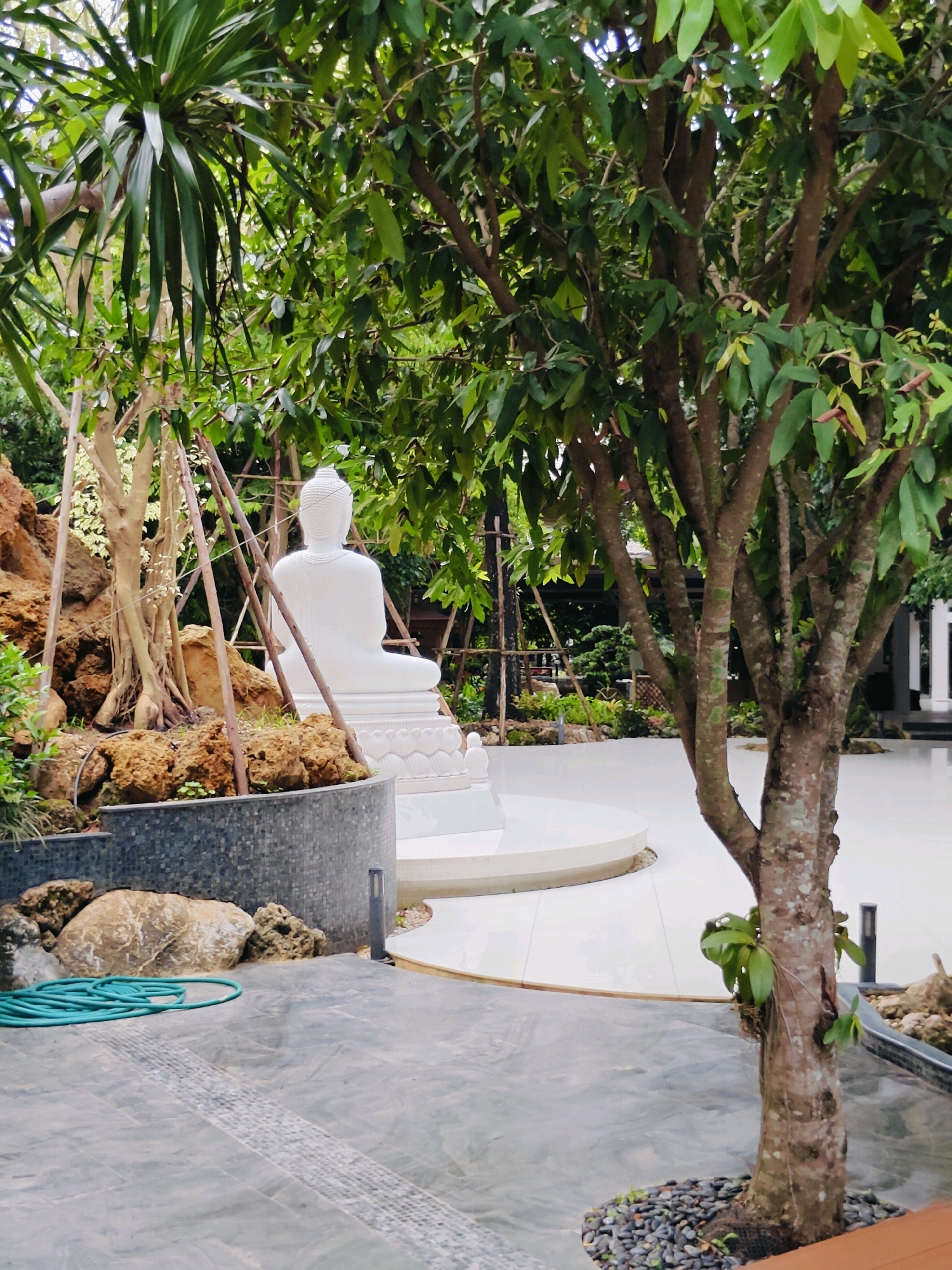 This is a medium shot, eye-level, outdoor photograph of a white Buddha statue in a garden setting. The Buddha statue is seated and facing away from the camera, with its back to the viewer. It is a bright white, stone or ceramic statue, and it is placed on a raised circular platform with a lotus petal design. Behind the statue, there is a rocky embankment with a tree growing out of it. The embankment is covered in brown, rough-textured rocks and some greenery. Several thin, wooden stakes are supporting the tree.
In the foreground, there is a paved area made of large, grey stone tiles with a textured pattern. To the left of the paved area, a bright green garden hose is coiled neatly. To the right of the paved area, a tree with a rough, brown trunk and green leaves is prominent. Some of the branches of this tree are visible in the foreground and midground.
In the background, a wide expanse of white, polished flooring is visible, with curved edges. Beyond this area, there are hints of more greenery, possibly other garden elements, and some architectural structures that appear to be part of a building or pavilion. The overall impression is one of a serene, well-maintained garden, possibly a public space or a private residence. The lighting suggests it is daytime, with diffused sunlight filtering through the leaves. This image appears to be taken in Mu Si, Thailand, a district known for its natural beauty and tranquil atmosphere.