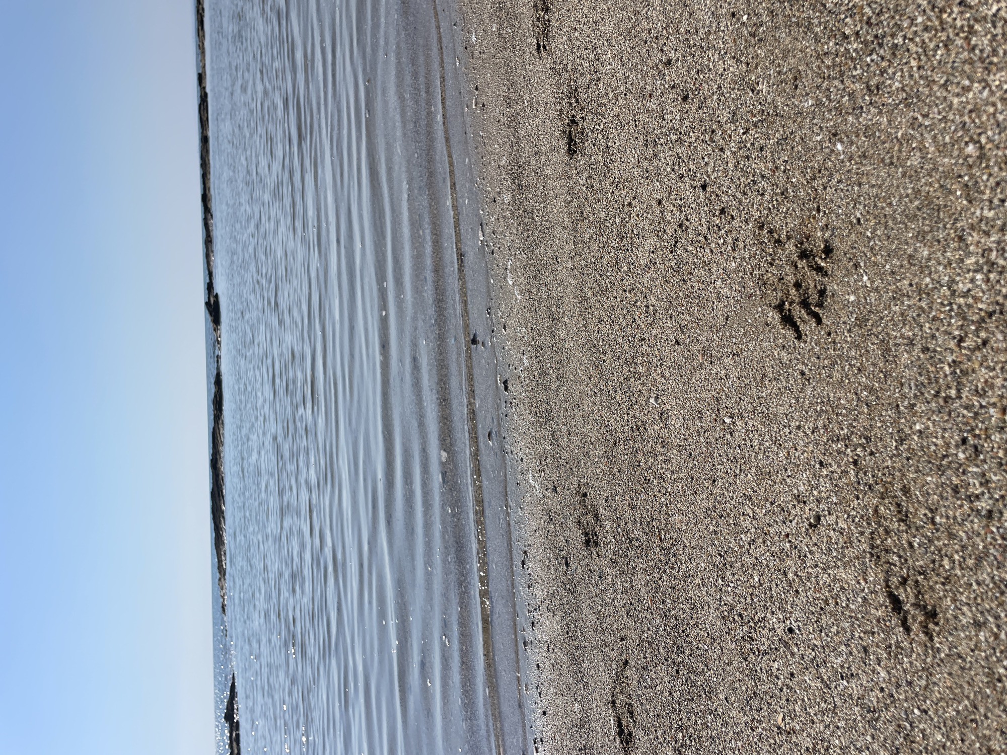 The image depicts a sandy beach with the sea in the background. The foreground is dominated by wet sand with several animal tracks imprinted on it. In the middle ground, the shallow sea gently laps at the shore, creating small ripples. Further in the distance, a series of dark rocks emerge from the water, forming a natural barrier. The sky above is a clear, pale blue, suggesting a sunny day. The scene is devoid of any human presence. The location is identified as Spathariko, Northern Cyprus / Cyprus.