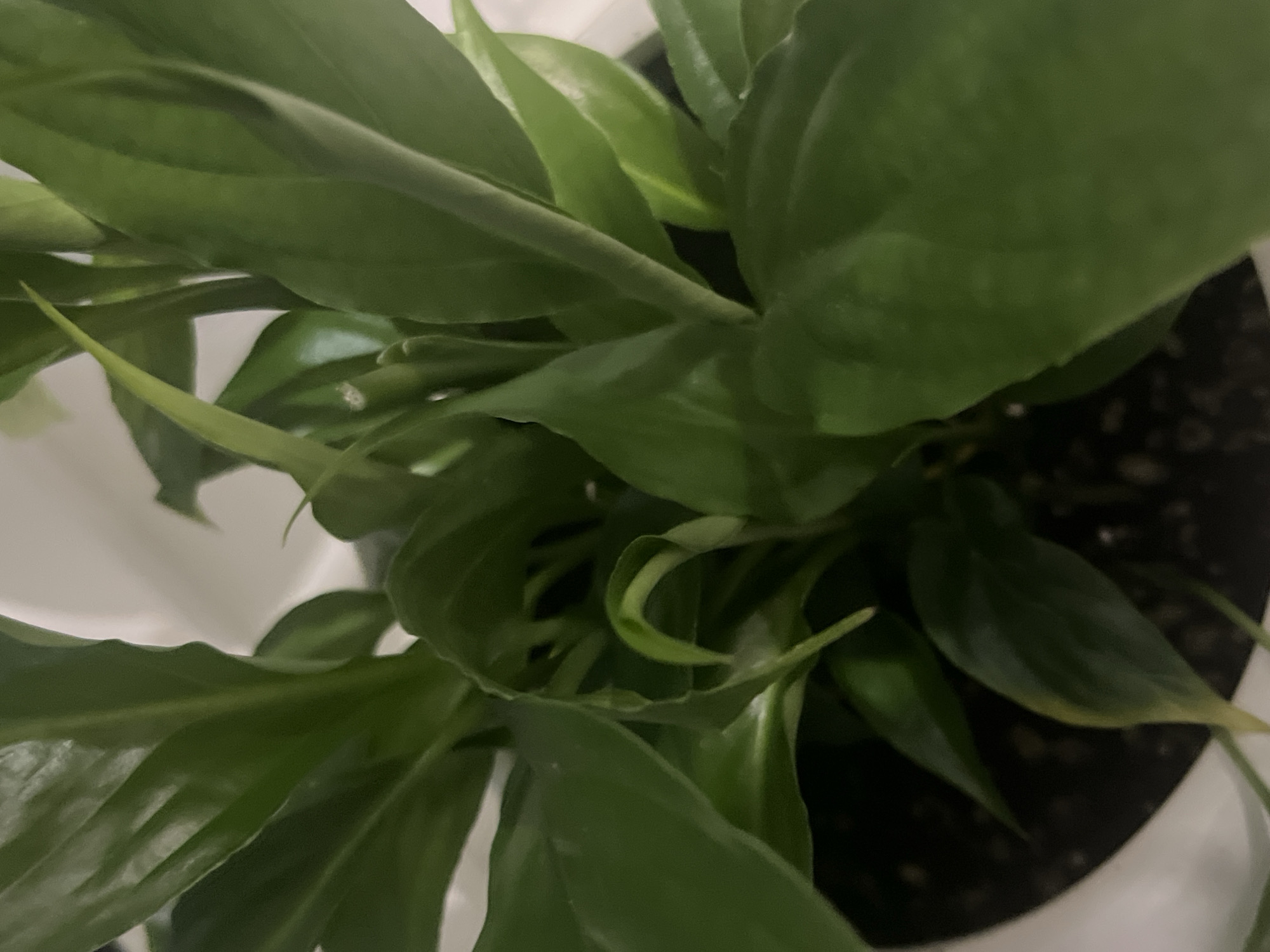The image shows a close-up view of a peace lily plant in a white pot. The plant has lush green leaves and a new leaf is unfurling in the center. The soil is visible at the bottom of the pot. There are no people or any indication of the city of Chelyabinsk, Russia, in the image.