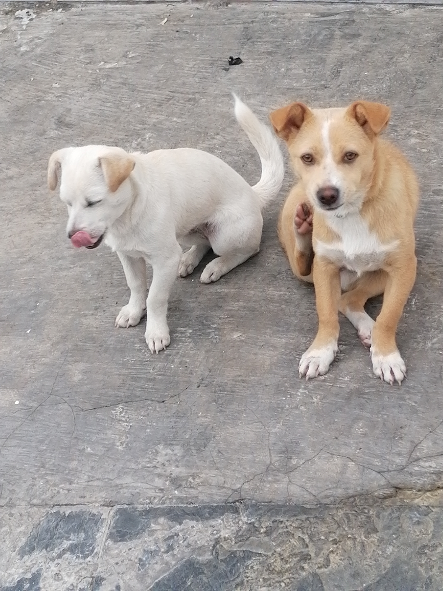 Two puppies sit on a concrete surface. The puppy on the left is white and is licking its lips. The puppy on the right is tan and is scratching its face with its right front paw. The location appears to be an outdoor area. The concrete surface has cracks and variations in color. The location is Da Lat, Vietnam.