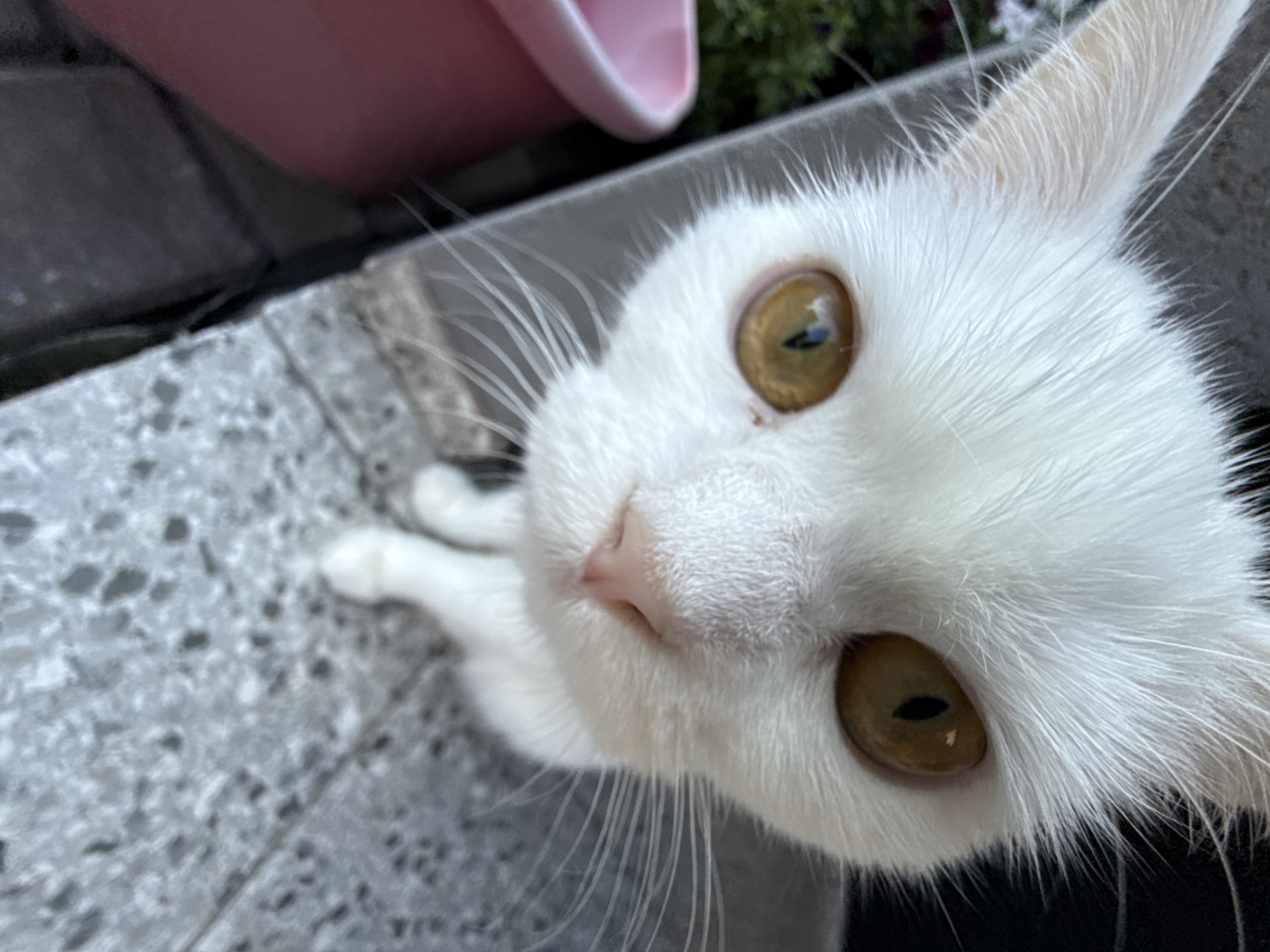 A close-up, eye-level, medium shot captures a white cat with yellow eyes, looking directly at the camera. The cat is positioned on a gray, speckled surface, possibly a concrete ledge, with a blurred pink object to the left and greenery and dark background elements behind it. The cat's fur is white and appears soft, with prominent white whiskers fanning out from its muzzle. Its ears are pointed upwards, and its nose is a delicate pink. The lighting highlights the cat's face, particularly its eyes, which are the focal point of the image. The scene is shot with a shallow depth of field, blurring the background and foreground elements to draw attention to the feline subject.
