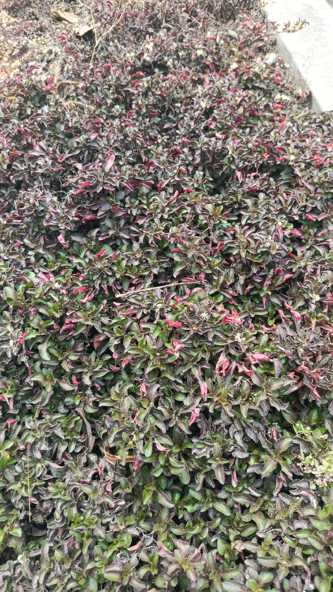 This is a close-up, eye-level, vertical shot of a dense bed of Alternanthera dentata, commonly known as Joseph's coat or joy weed, a type of flowering plant. The leaves exhibit a vibrant mix of deep green and burgundy-red colors, with some leaves showing a gradient of color. The foliage is thick and interwoven, creating a textured carpet of plant matter. Small, delicate white flowers are sparingly visible amongst the leaves. The ground beneath the plants is not clearly discernible, but appears to be soil and possibly some dry leaves or debris. The setting is an outdoor environment, likely a garden or park, with a hint of a concrete surface visible in the upper right corner, suggesting an urban or suburban location in Ronowijayan, Indonesia. There are no people or animals present in the image. The lighting is diffused, indicating it might be overcast or the plants are in shade. The overall impression is one of lush, well-established ground cover.