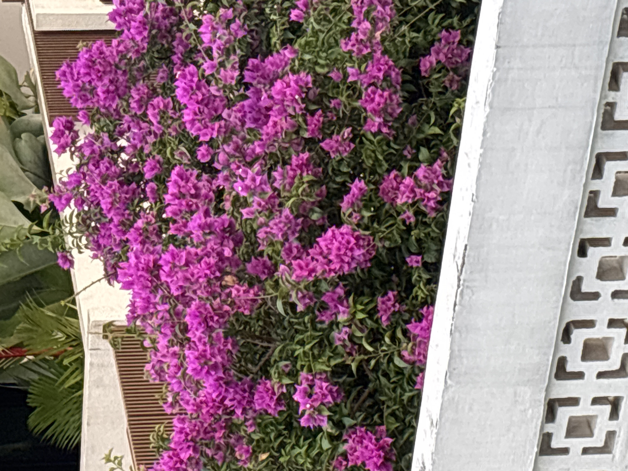 The image shows a dense bougainvillea shrub with vibrant purple flowers cascading downwards. The shrub is positioned near a white wall featuring a geometric, cut-out pattern. A building facade with horizontal slats and some foliage are visible behind the bougainvillea. The location is inferred to be in Mengwi, Indonesia.