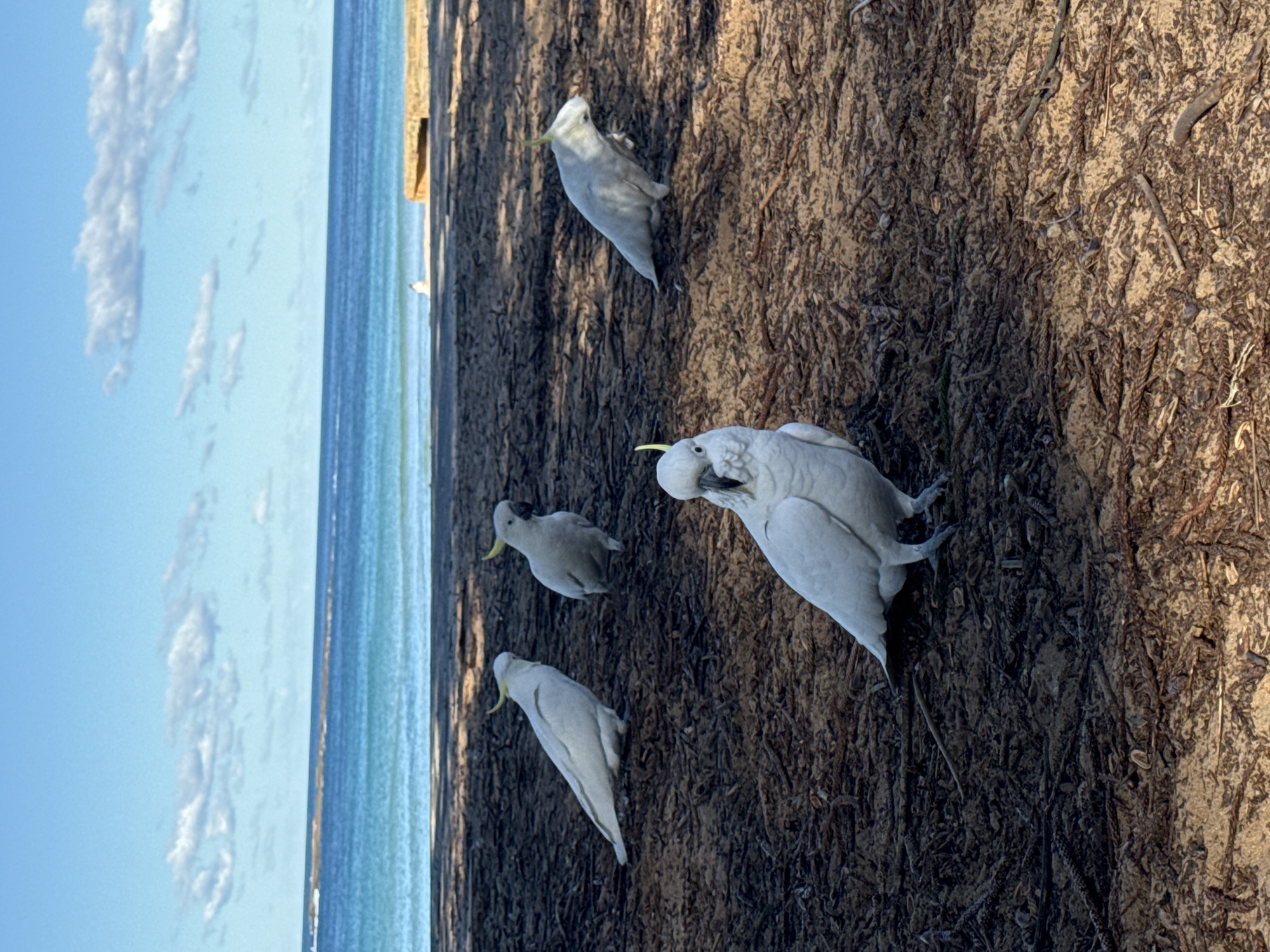 Four white cockatoos are gathered on a sandy ground covered with pine needles and debris, near the ocean. The birds are facing in various directions, with one cockatoo prominently in the foreground looking directly at the camera. In the background, the blue ocean meets a bright sky with scattered white clouds. A faint, narrow strip of sand or beach is visible between the foreground and the water. The scene appears to be at a coastal area, possibly a park or public space.
