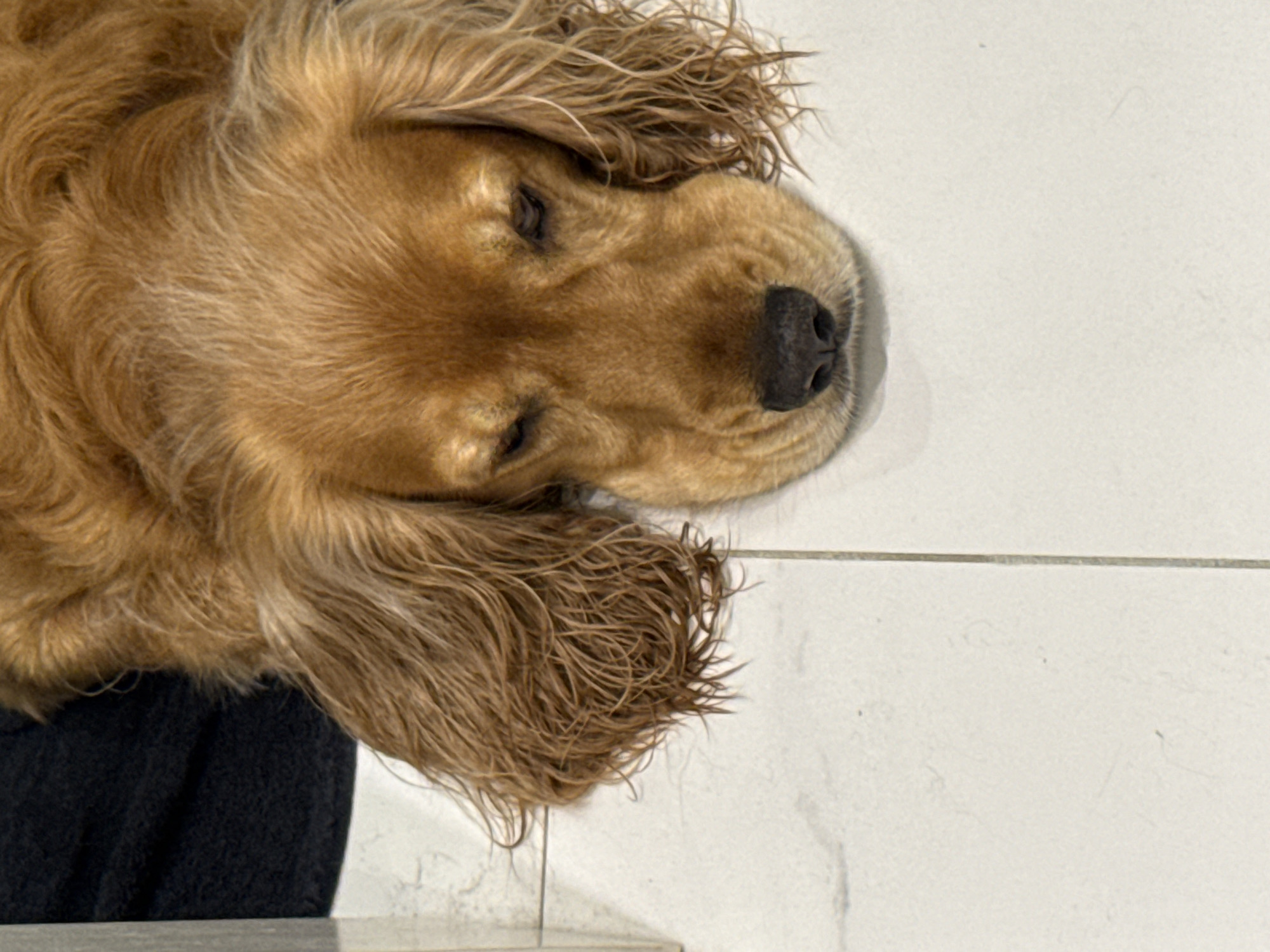 A golden retriever dog lies on a tiled floor with its head resting on its paws. The dog has long, wavy, golden-brown fur that covers its head and ears. Its eyes are partially closed, and its nose is dark and wet. The floor is made of white tiles with grey grout lines. A dark fabric is visible in the upper left corner of the image. The lighting is natural and appears to be coming from the left.