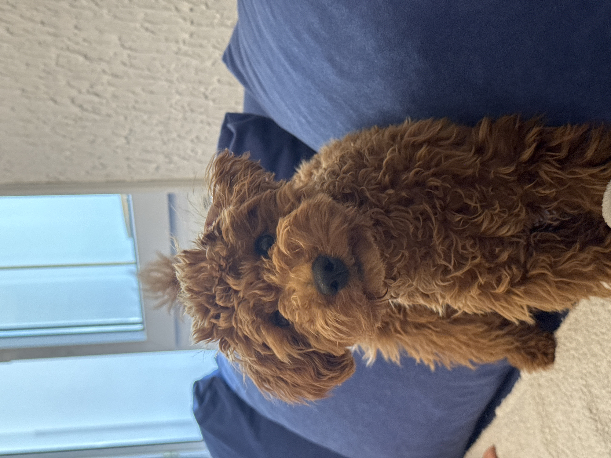 A close-up, slightly angled shot features a fluffy, reddish-brown dog resting on a dark blue cushion. The dog's head is central, with its dark nose prominently visible. A window with partially closed blinds is visible to the left of the dog. The location of the image is unknown.