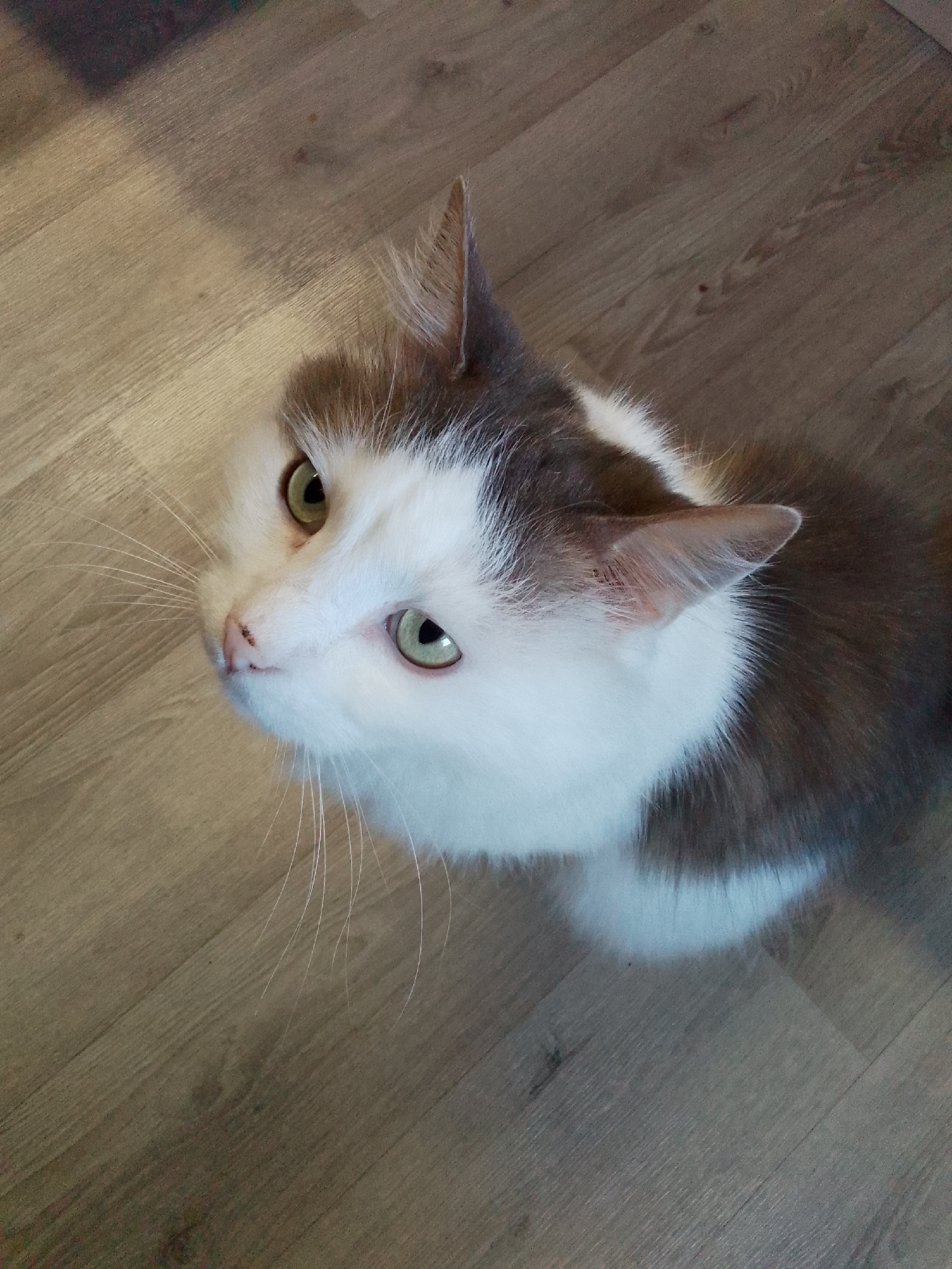 An overhead medium shot captures a domestic cat with white and brown fur sitting on a wooden floor. The cat is looking directly up at the camera with its head tilted slightly to the left. Its eyes are large and a light green color, and its whiskers are long and white. The floor is a light brown color with visible wood grain. The background is out of focus and appears to be a darker color. The lighting is bright and even, illuminating the cat and its surroundings.