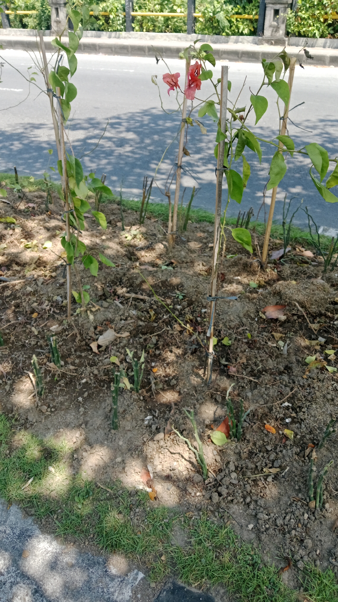In the city of Kuta, Indonesia, a roadside flowerbed is pictured under dappled sunlight. The flowerbed consists of a dirt and leaf-littered ground, with several young plants supported by wooden stakes. Some of these plants have green leaves and a few small, pinkish-red flowers. In the foreground, patches of green grass are visible, bordering a grey paved surface. Behind the flowerbed, a paved road with tire tracks is visible, and beyond that, a low stone wall topped with green foliage and a yellow railing. Shadows from overhead trees create a patterned effect on the road and ground.