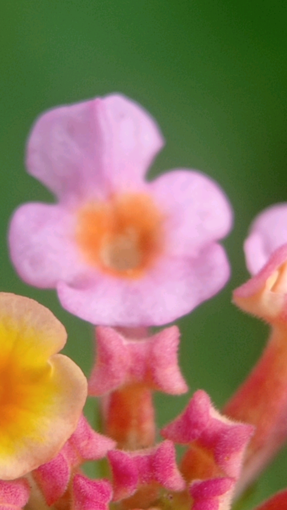 A macro photograph showcases a cluster of small, vibrant flowers, likely Lantana, against a softly blurred green background. The central focus is a large, pale pink flower with an orange center, its delicate petals slightly unfurled. To the left, a portion of a yellow flower peeks into the frame. Below the central pink bloom, smaller, tightly clustered pink and orange flowers are visible, their textured petals appearing almost fuzzy. The lighting is soft, highlighting the intricate details of the blooms. The image composition is vertical, emphasizing the floral arrangement. There are no people or structures visible, suggesting a natural, outdoor setting. The scene is situated in Bedali, Indonesia, likely within a garden or natural habitat where these flowers are cultivated or grow wild.