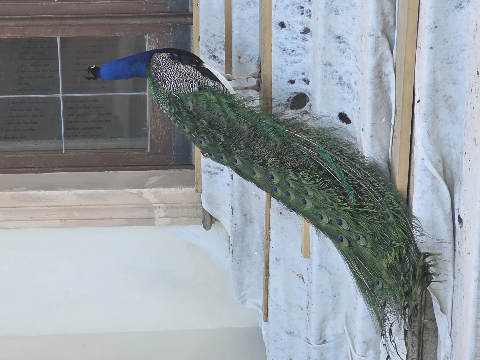 A close-up, eye-level shot shows a peacock standing on a ledge, its head near a window on the left side of the frame. The peacock's head is blue, and its body is speckled black and white. Its long, green, iridescent tail feathers cascade down from its body, taking up much of the right side of the frame. The feathers are adorned with eye-like patterns.
The peacock is standing on a white ledge, which is slightly damaged. Behind the ledge, there is a white, textured wall, possibly stucco or plaster, with some minor stains and marks.
The window on the left has a dark brown frame and is divided into panes by horizontal and vertical bars. The location is Unknown, Unknown.