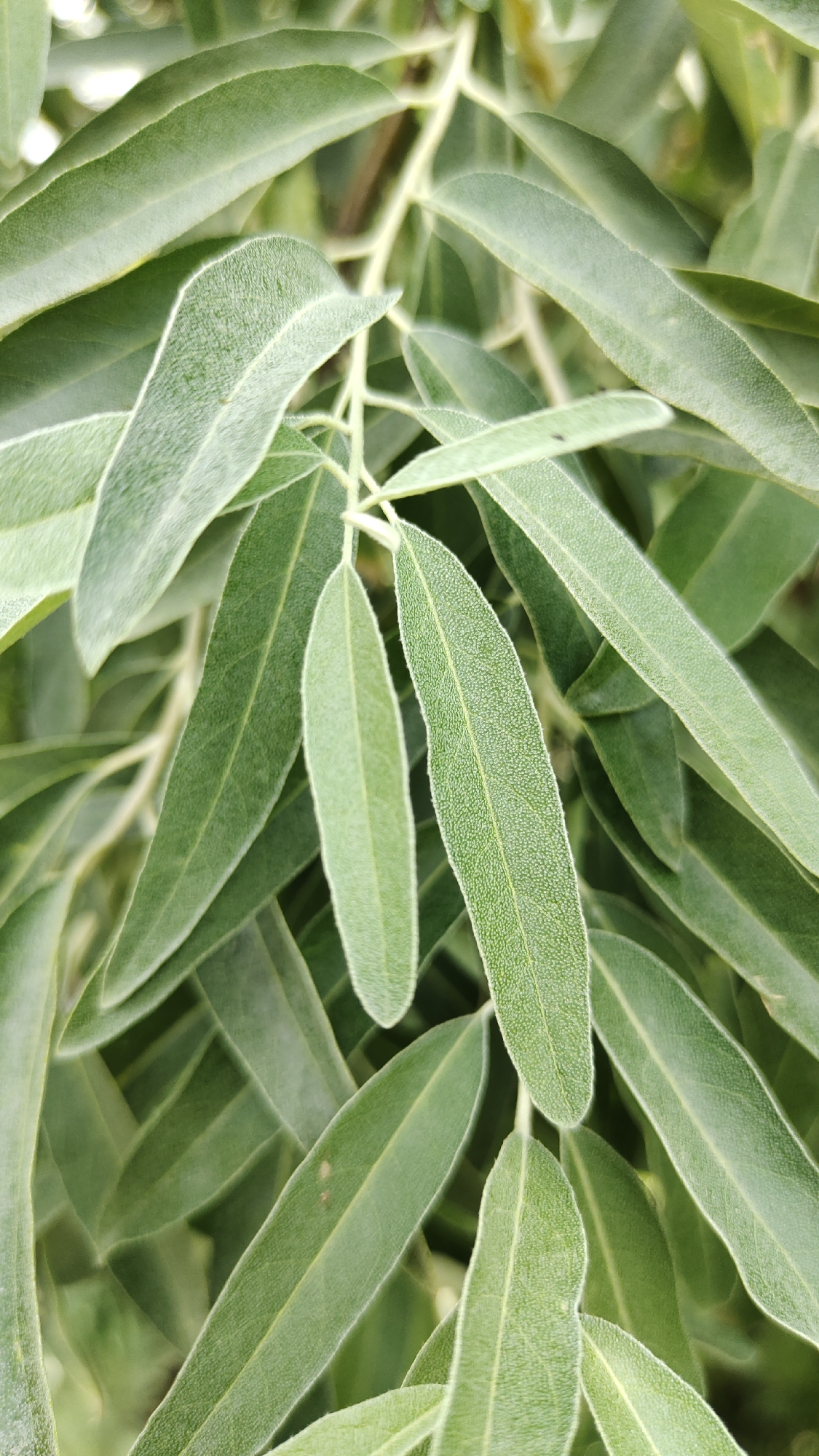 A close-up, overhead shot captures a cluster of elongated, narrow, matte green leaves on a plant. The leaves are arranged densely on thin, light-colored stems, creating a layered effect. The surface of the leaves appears slightly textured and fuzzy, with a fine, white fuzz along the edges. The lighting is soft and diffused, highlighting the natural tones and textures of the foliage. The background is a blur of green and light, suggesting an outdoor environment. No people or man-made objects are visible.