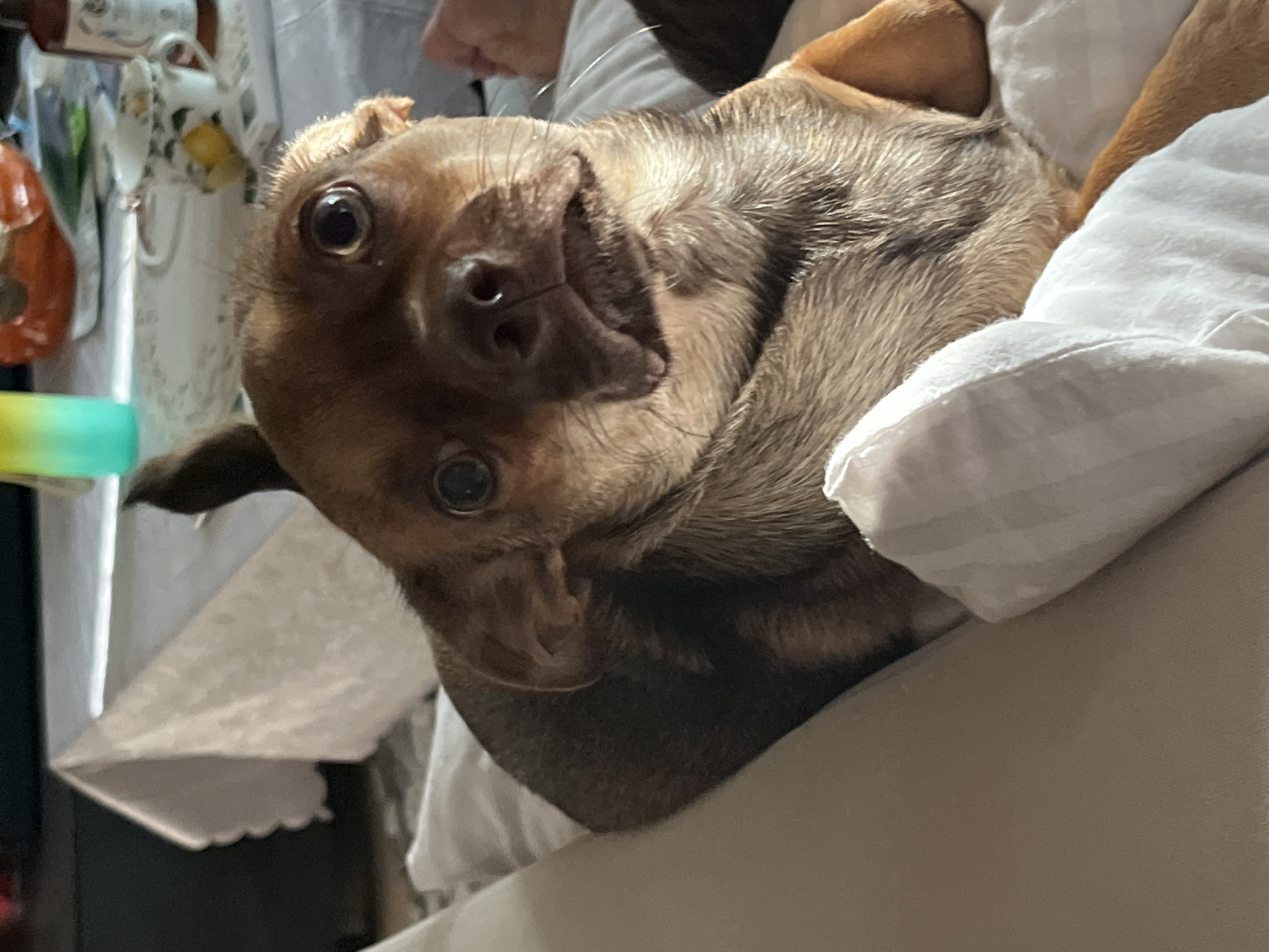 The image shows a close-up of a small brown and tan dog with large, round eyes. The dog is lying down on a light-colored surface, possibly a couch or bed, with a white striped pillow or blanket in the foreground. The background is blurred but appears to be an indoor setting with a table covered in a white tablecloth. On the table, there are some items, including what looks like a teacup with lemons, a bottle, and a gradient-colored container. The lighting suggests it is daytime, with sunlight casting shadows and highlighting the dog's fur. There are no visible indicators of the image being located in Astrakhan, Russia.