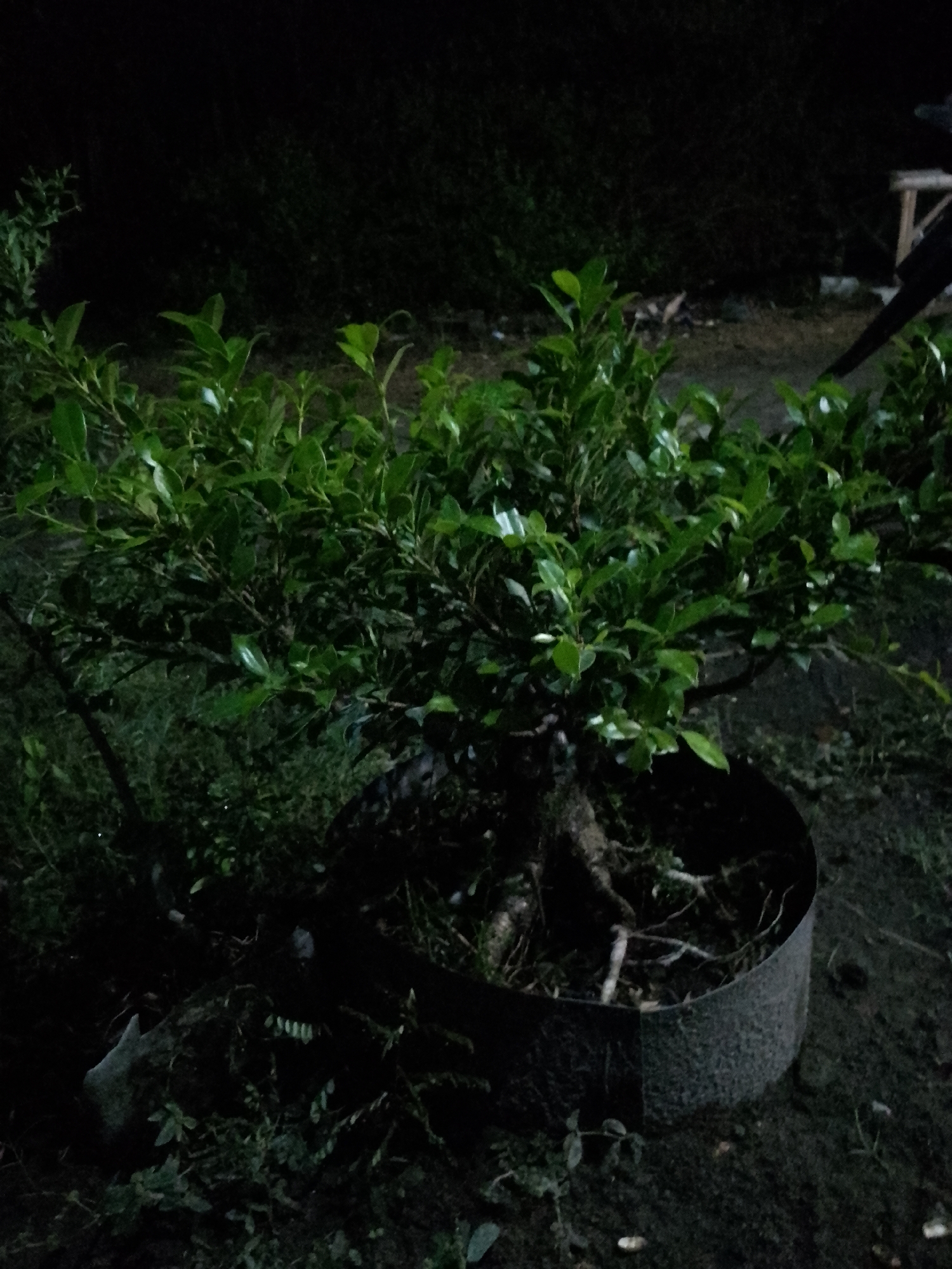 The image depicts a bonsai tree planted in a dark-colored pot. The tree has lush green foliage and exposed roots. The pot is round and metallic, appearing to be made of textured metal. The bonsai is situated outdoors, with dark ground and vegetation surrounding it. In the background, there is a blurred depiction of trees and a faint suggestion of a wooden structure. The lighting suggests it is nighttime or dusk. The scene is located in Kauman, Indonesia.