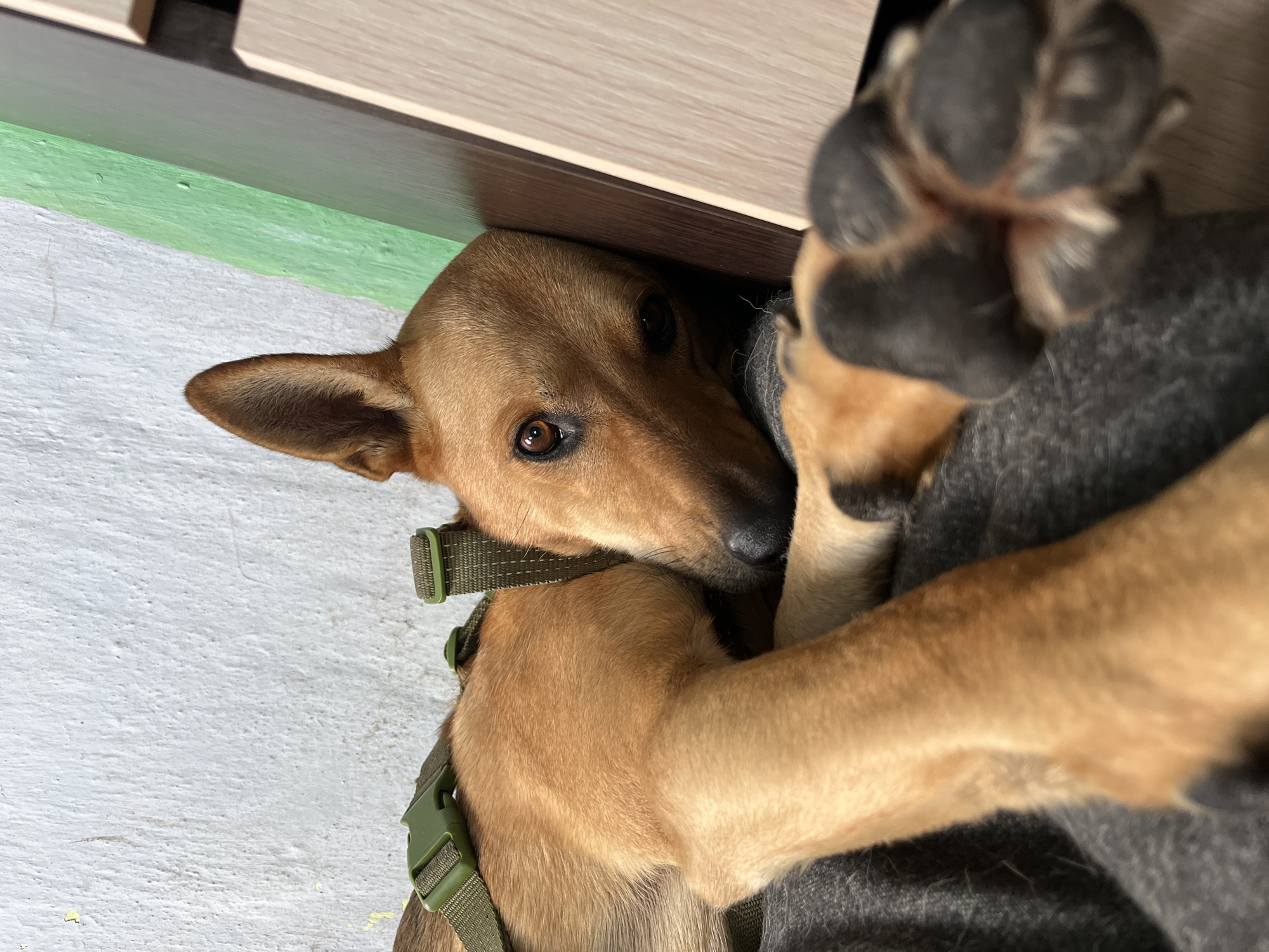 A medium-sized, light brown dog with one ear perked is lying down, resting its head against a wooden surface and a green-painted wall. The dog wears a green harness. Its right paw is prominently in the foreground, with visible pads and claws. The background features a textured white wall. The scene appears to be indoors, potentially in a residential setting in Nizhny Tagil, Russia.