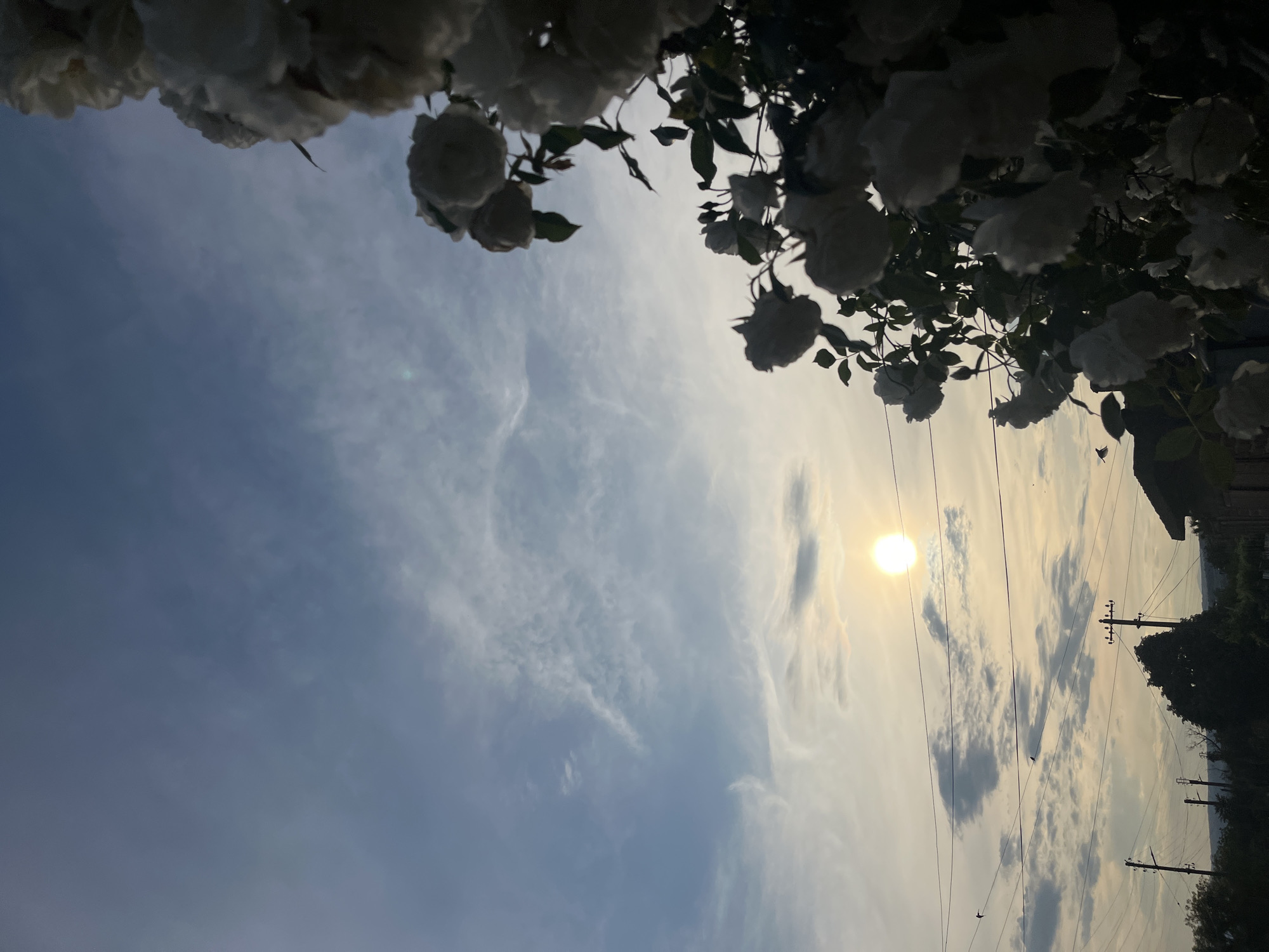 The original image displays an outdoor scene, rotated 90 degrees clockwise, featuring a bright, partly cloudy sky framed by silhouetted white roses and utility infrastructure.
Along the top and stretching into the upper-left, a cluster of white roses and their foliage are prominently featured. These flowers are mostly silhouetted and slightly out of focus against the brighter sky, forming a natural frame for the composition.
The central and left portions of the sky are a clear blue, adorned with soft, wispy cirrus clouds that extend towards the top. Towards the right, the sky transitions to a brighter, hazy yellow-white glow. A distinct, brilliant circular sun is prominently positioned in the mid-right section, casting a strong light that illuminates the surrounding clouds and creates a slight lens flare.
Across the lower-right and right edge of the frame, several tall utility poles with multiple power lines are silhouetted against the bright sky. These lines stretch horizontally and vertically across the view. In the far distance, indistinct silhouettes of trees and what appear to be building roofs or structures can be seen along the horizon line. A few very small, dark specks, possibly birds or insects, are visible in the sky near the power lines.
The strong, low-angle light from the sun suggests either an early morning or late afternoon setting, characterized by the warm glow and backlighting effect on the flowers and infrastructure. The scene evokes a peaceful, natural ambiance despite the presence of man-made structures. No visible text is present. The location context for this image is Lozarevo, Bulgaria.