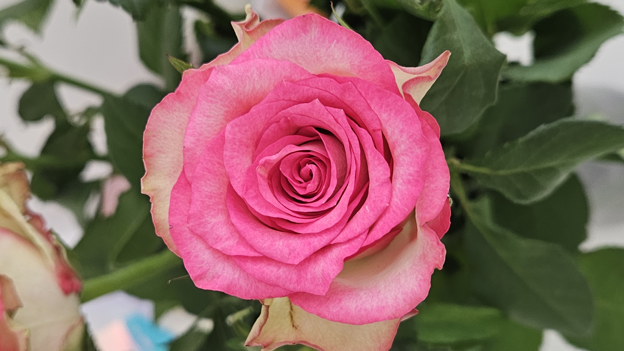 A close-up, overhead view of a vibrant pink rose is shown against a soft focus background of green leaves and hints of other flowers. The rose's petals are layered in a tight spiral formation, transitioning from a deep fuchsia in the center to a lighter pink and cream towards the outer edges. The image is a still photograph, likely taken indoors or in a sheltered garden, and does not depict any specific landmarks or identifiable elements of Bratislava, Slovakia. There are no people, actions, or interactions visible in the frame.